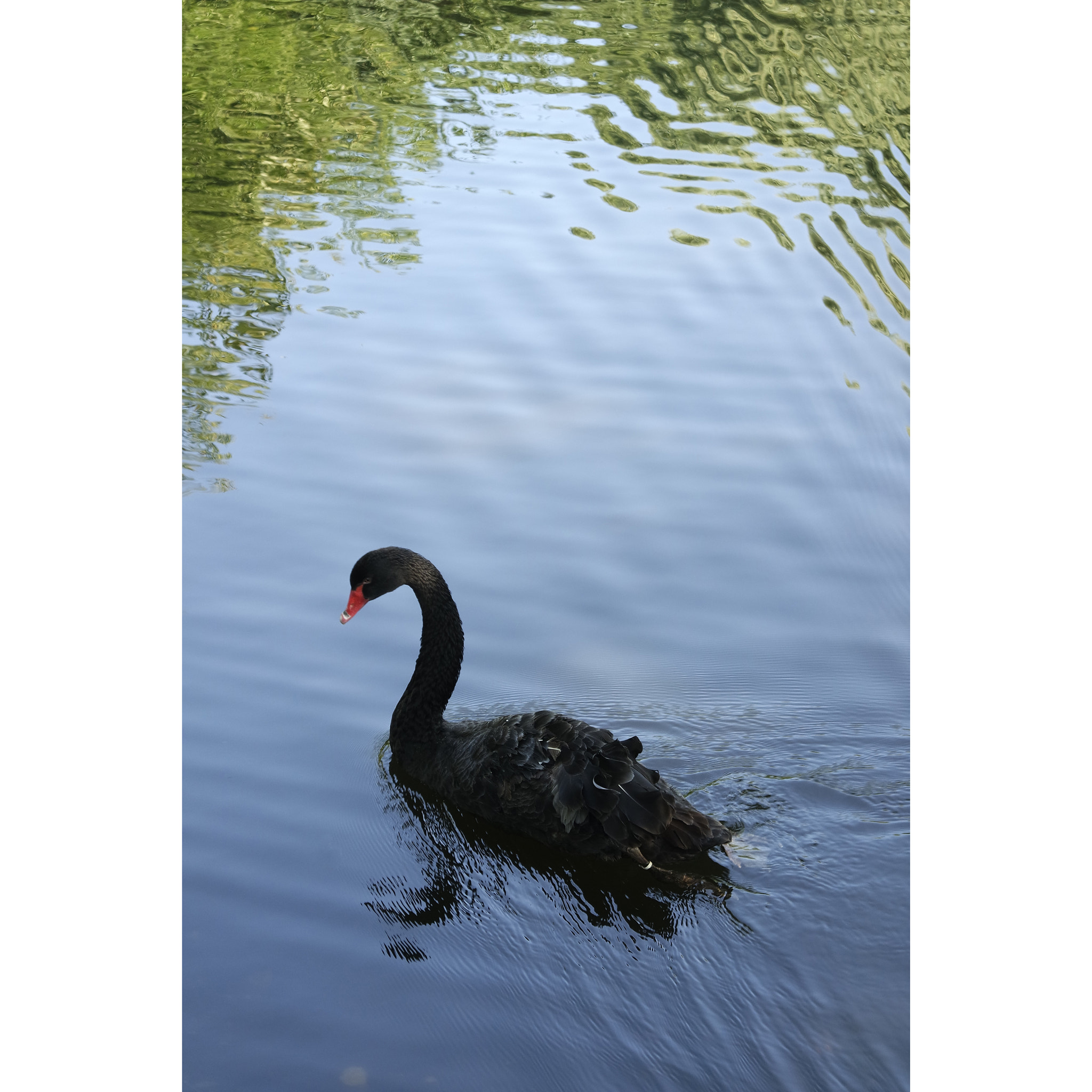 NX 20-50mm F3.5-5.6 sample photo. Black swan photography