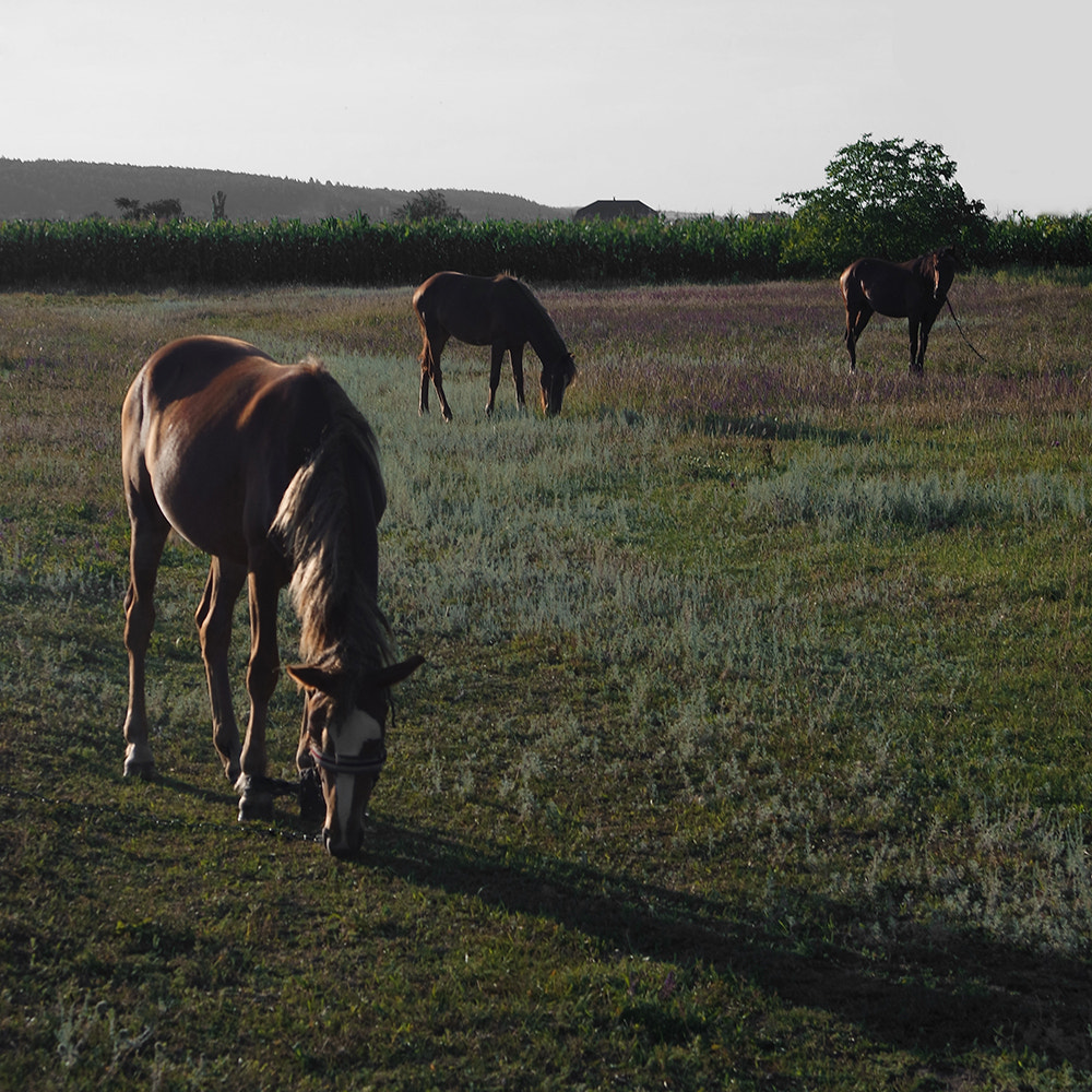 Samsung NX3000 + NX 20-50mm F3.5-5.6 sample photo. Horses photography