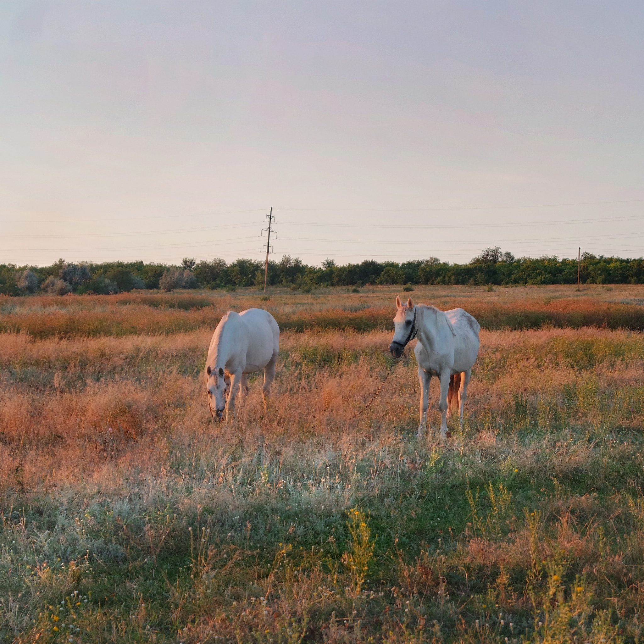 NX 20-50mm F3.5-5.6 sample photo. White horses photography