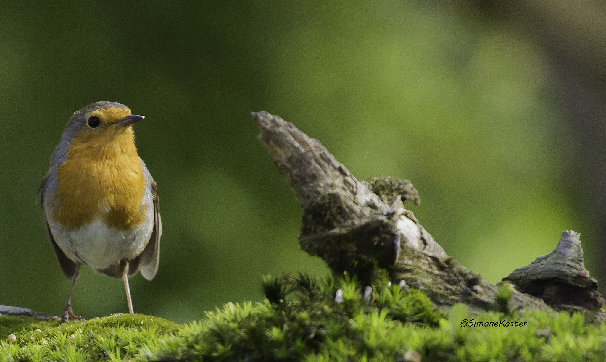 Canon EOS 7D + Canon EF 70-200mm F4L USM sample photo. Roodborstje photography