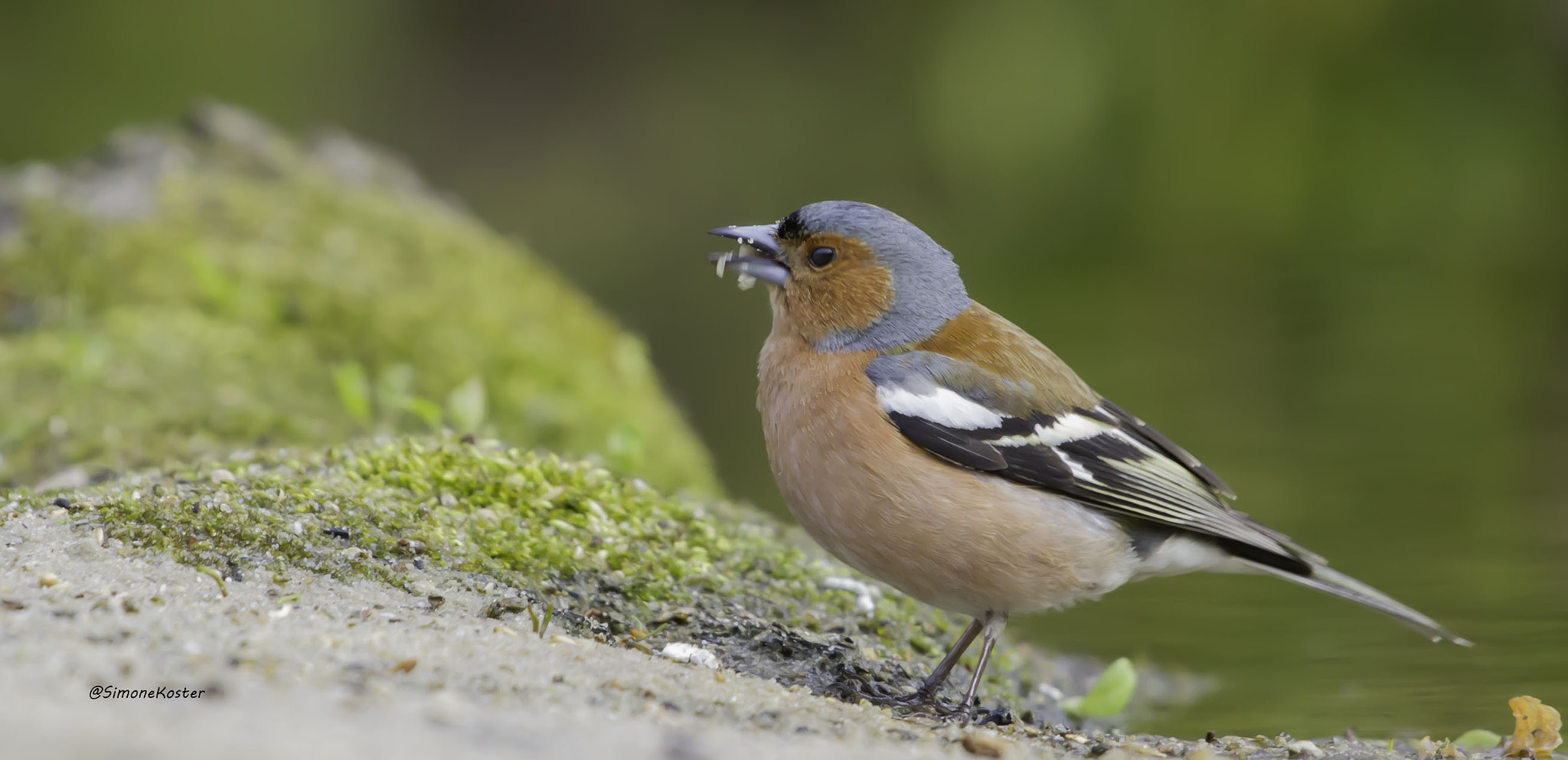 Canon EOS 7D + Canon EF 70-200mm F4L USM sample photo. Vink photography