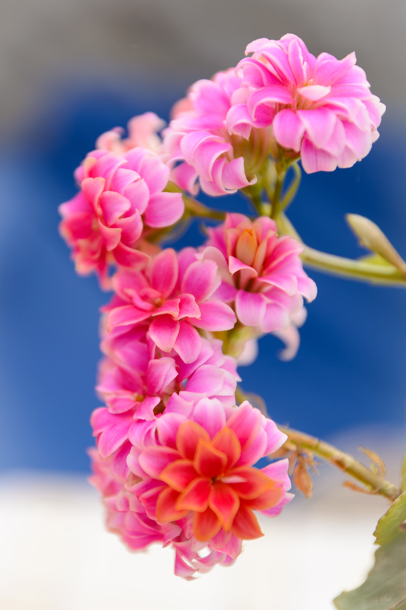 Nikon D5200 sample photo. Pink flower photography