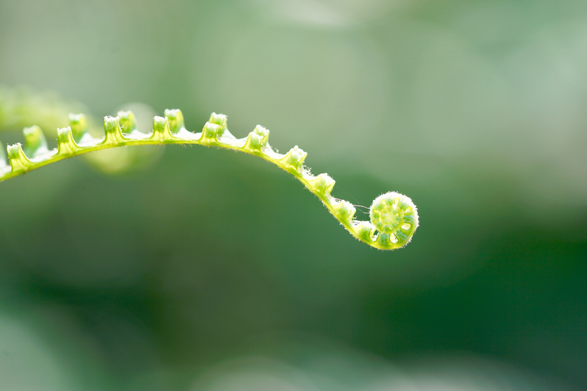 Sony FE 90mm F2.8 Macro G OSS sample photo