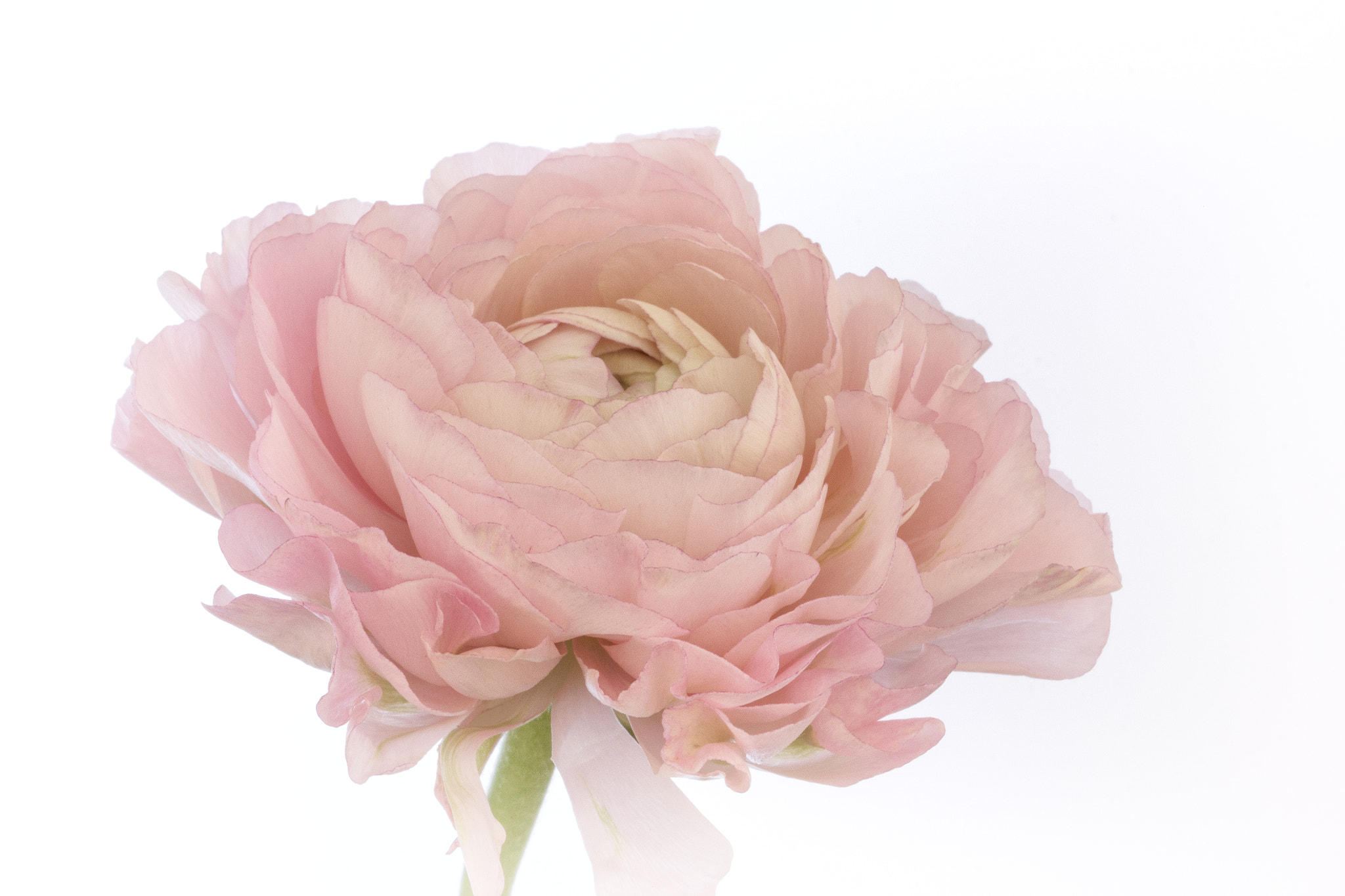 Canon EF 100mm F2.8 Macro USM sample photo. Beauty photography
