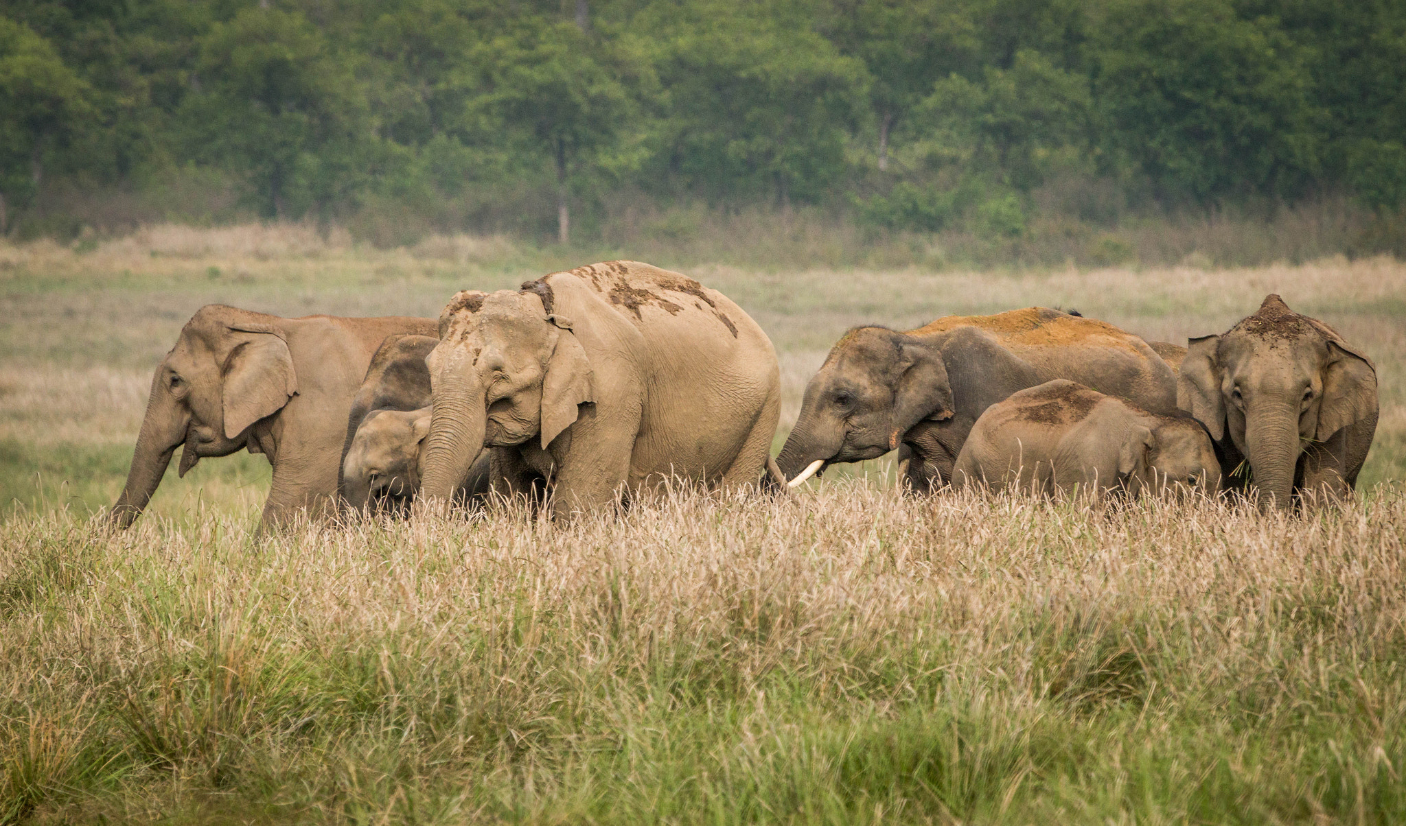 Canon EOS 70D + Canon EF 100-400mm F4.5-5.6L IS USM sample photo. Elephants of dhikaala photography