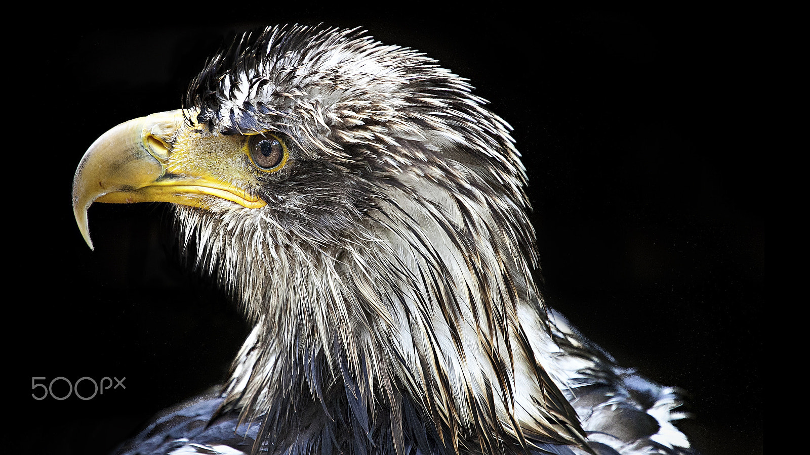 Canon EF 70-200mm F4L USM sample photo. Wet eagle photography