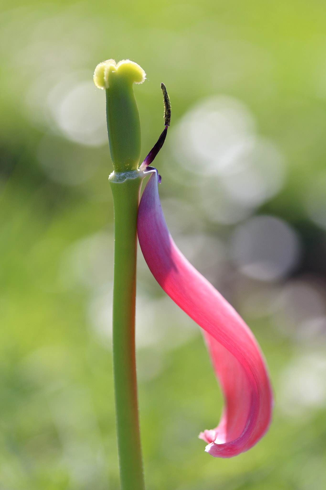 Canon EF-S 60mm F2.8 Macro USM sample photo. Graceful till the end photography