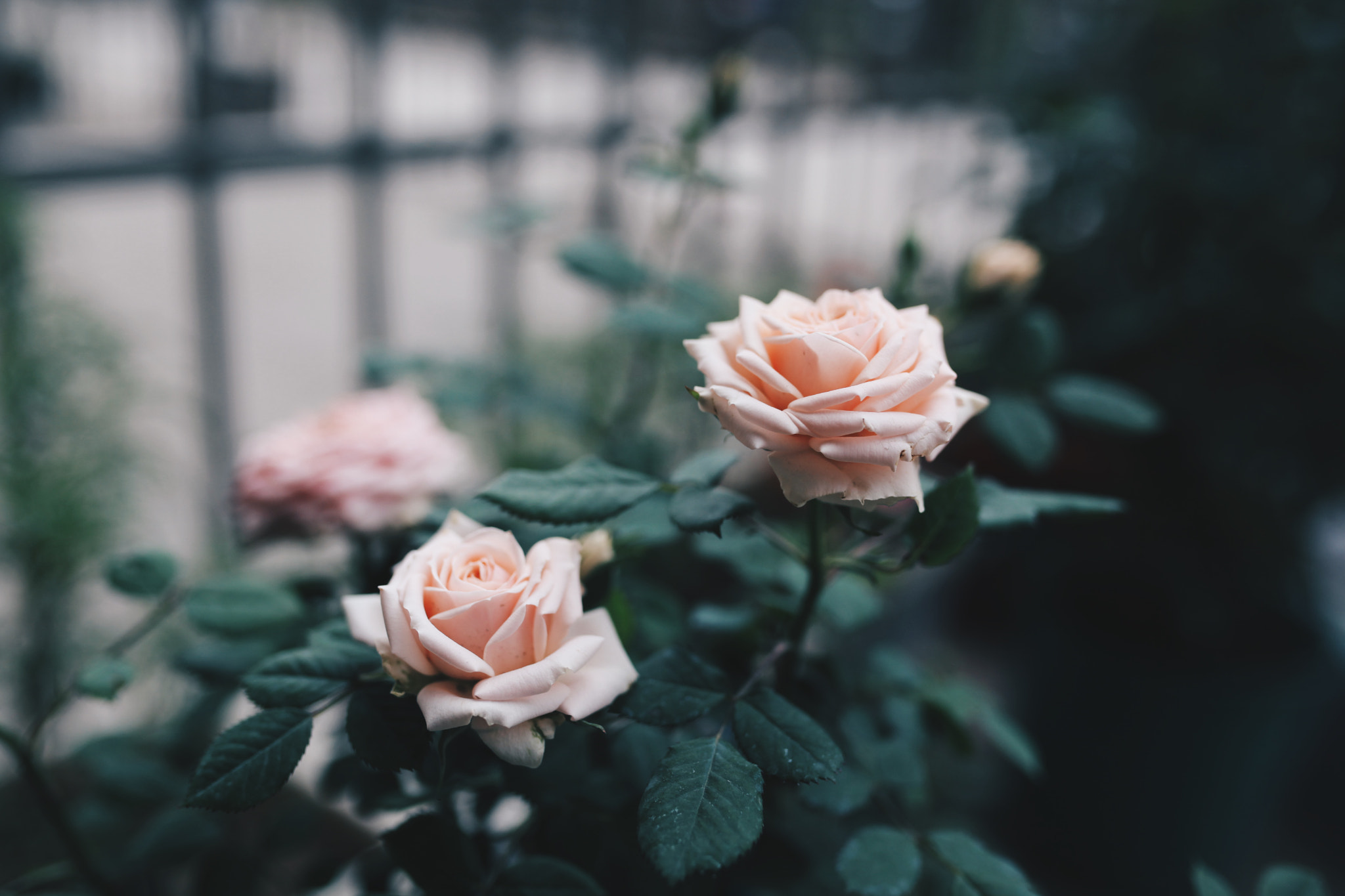 Sigma 35mm F1.4 DG HSM Art sample photo