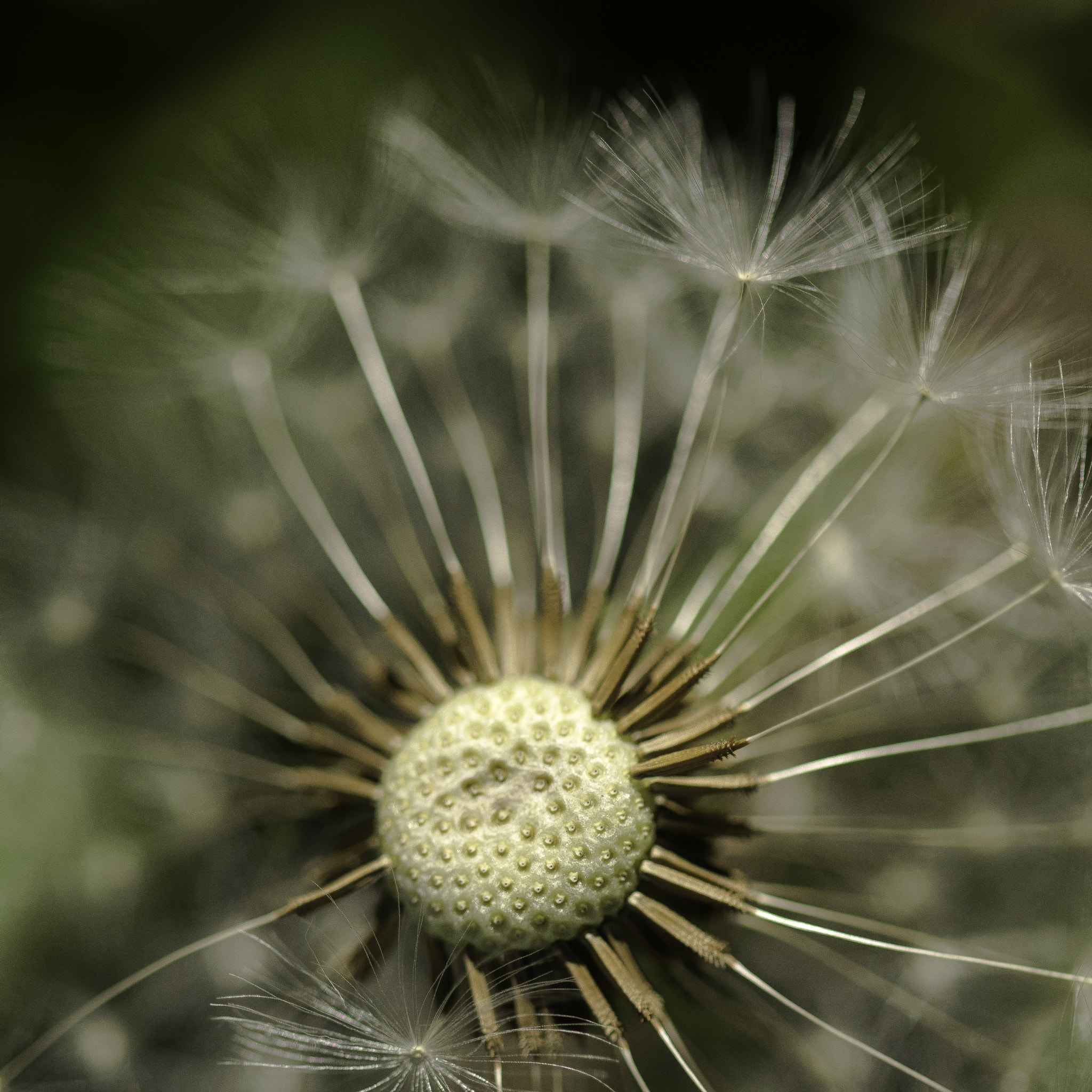 Sigma 105mm F2.8 EX DG OS HSM sample photo. Pissenlits photography