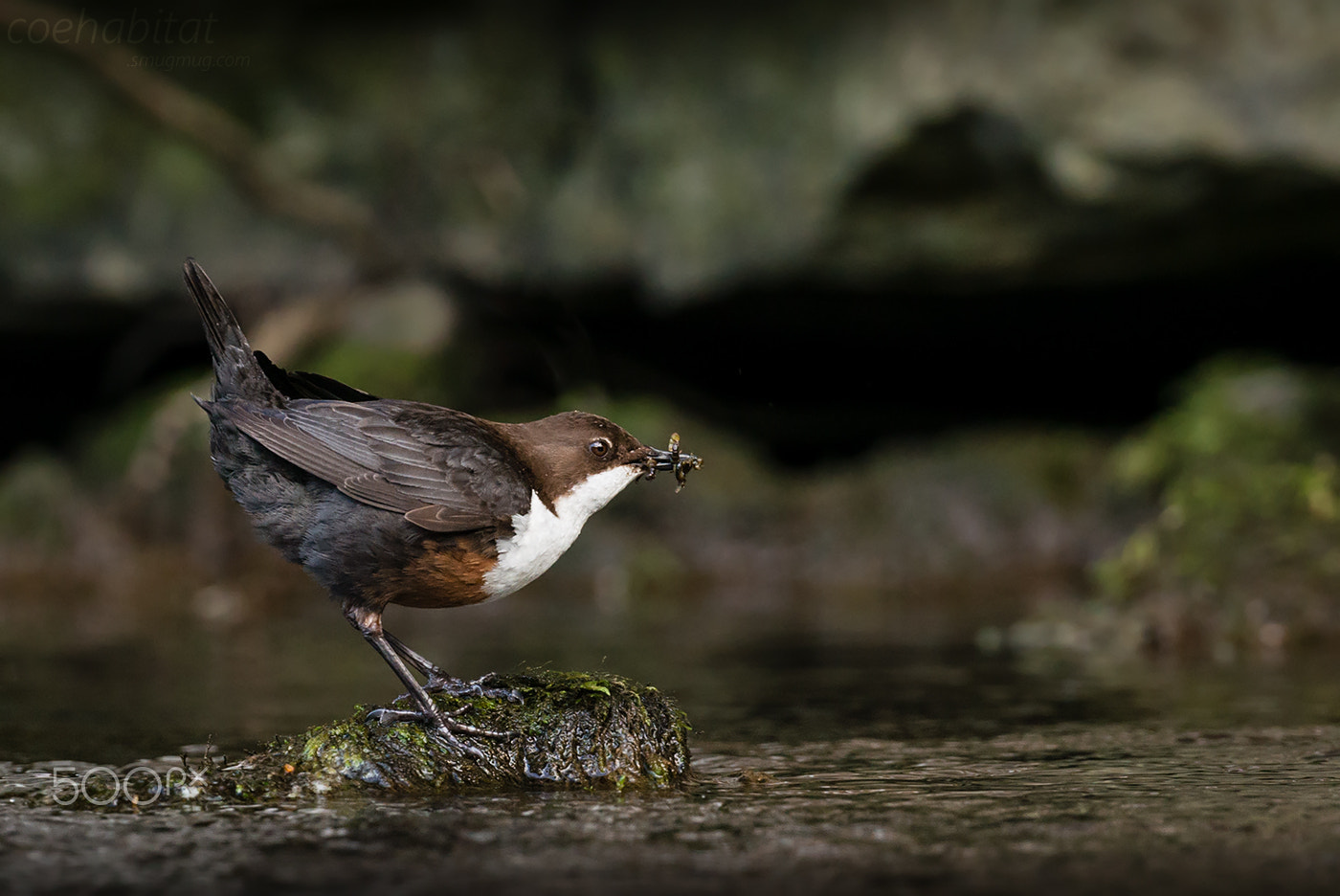 Nikon AF-S Nikkor 70-200mm F2.8G ED VR II sample photo. 'a mouth full' photography