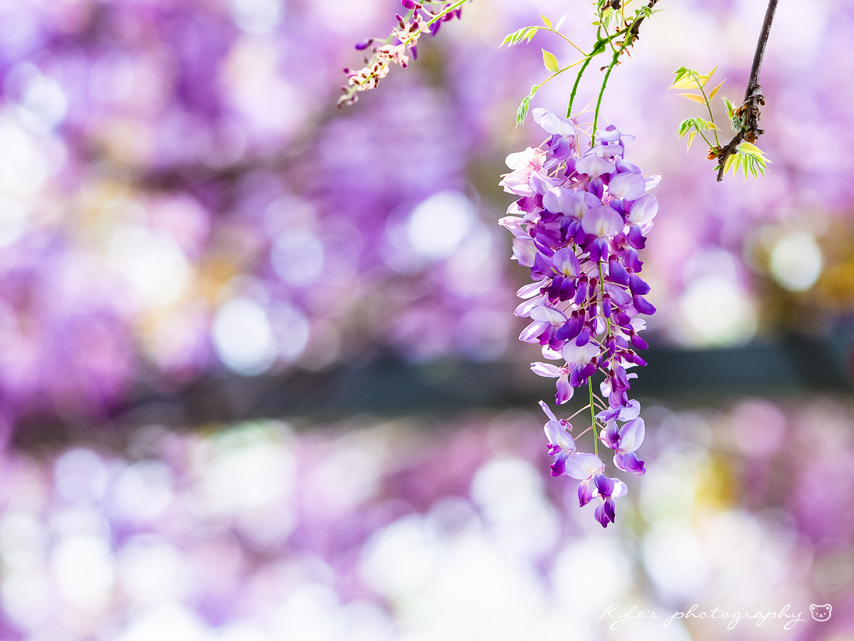 Olympus OM-D E-M1 + Sigma 150mm F2.8 EX DG Macro HSM sample photo. 紫藤 photography