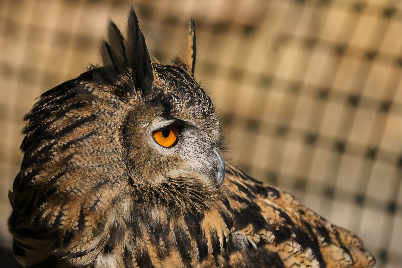Canon EF 28-300mm F3.5-5.6L IS USM sample photo. Eye eye photography