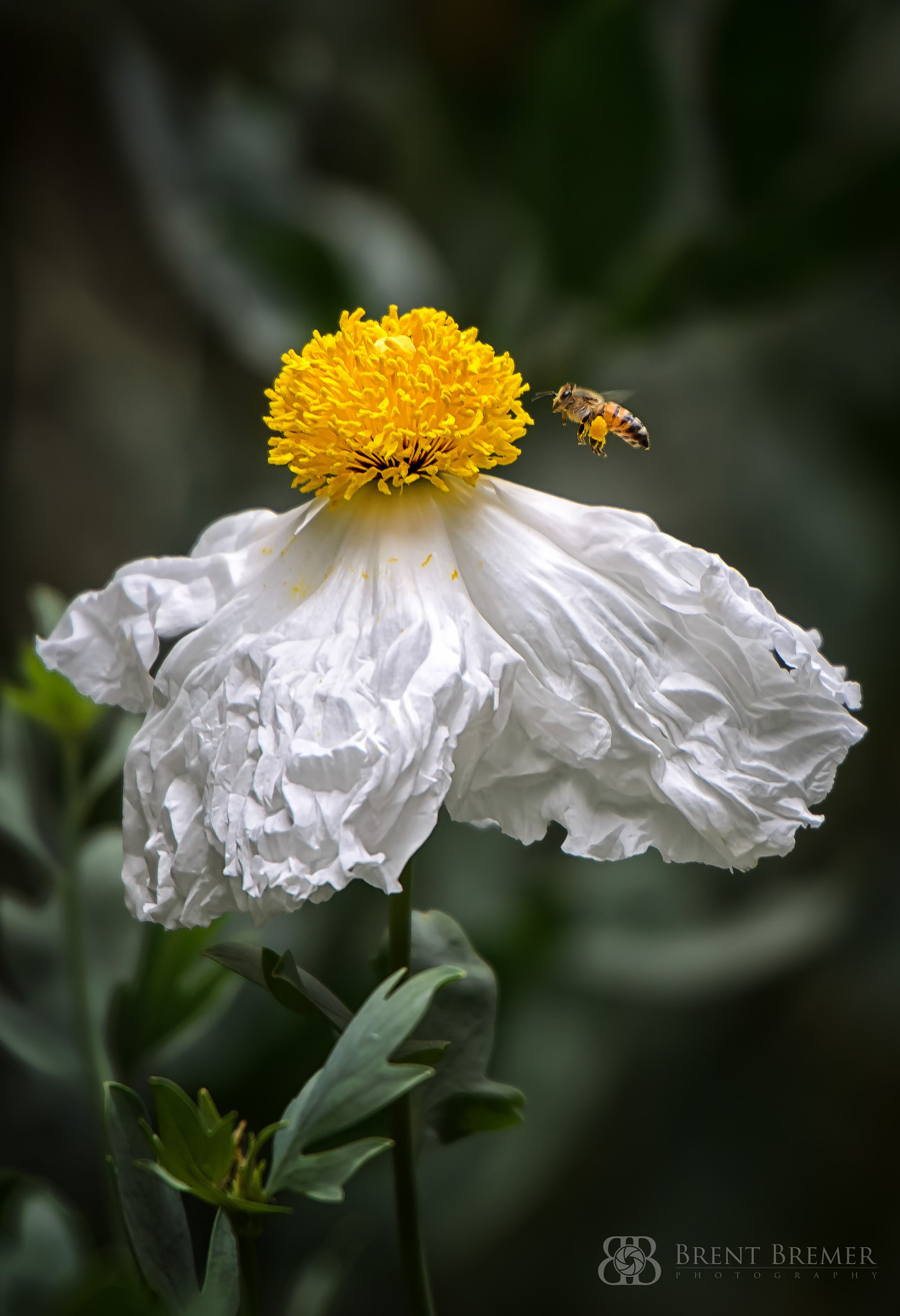 Nikon D7000 sample photo. Bee approaching matilija poppy photography