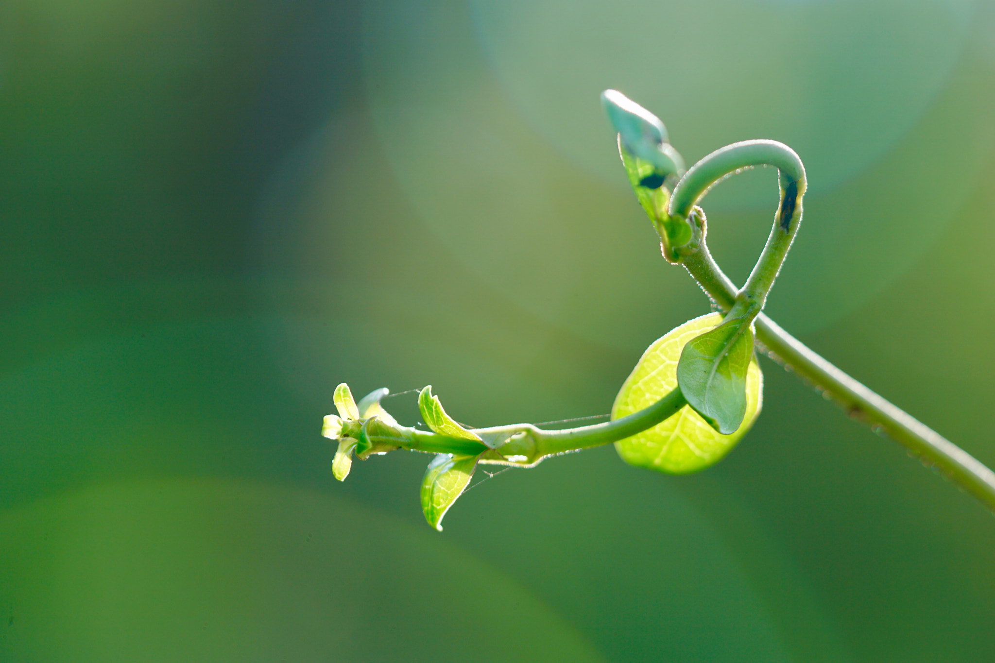 Sony a6000 + Sony FE 90mm F2.8 Macro G OSS sample photo