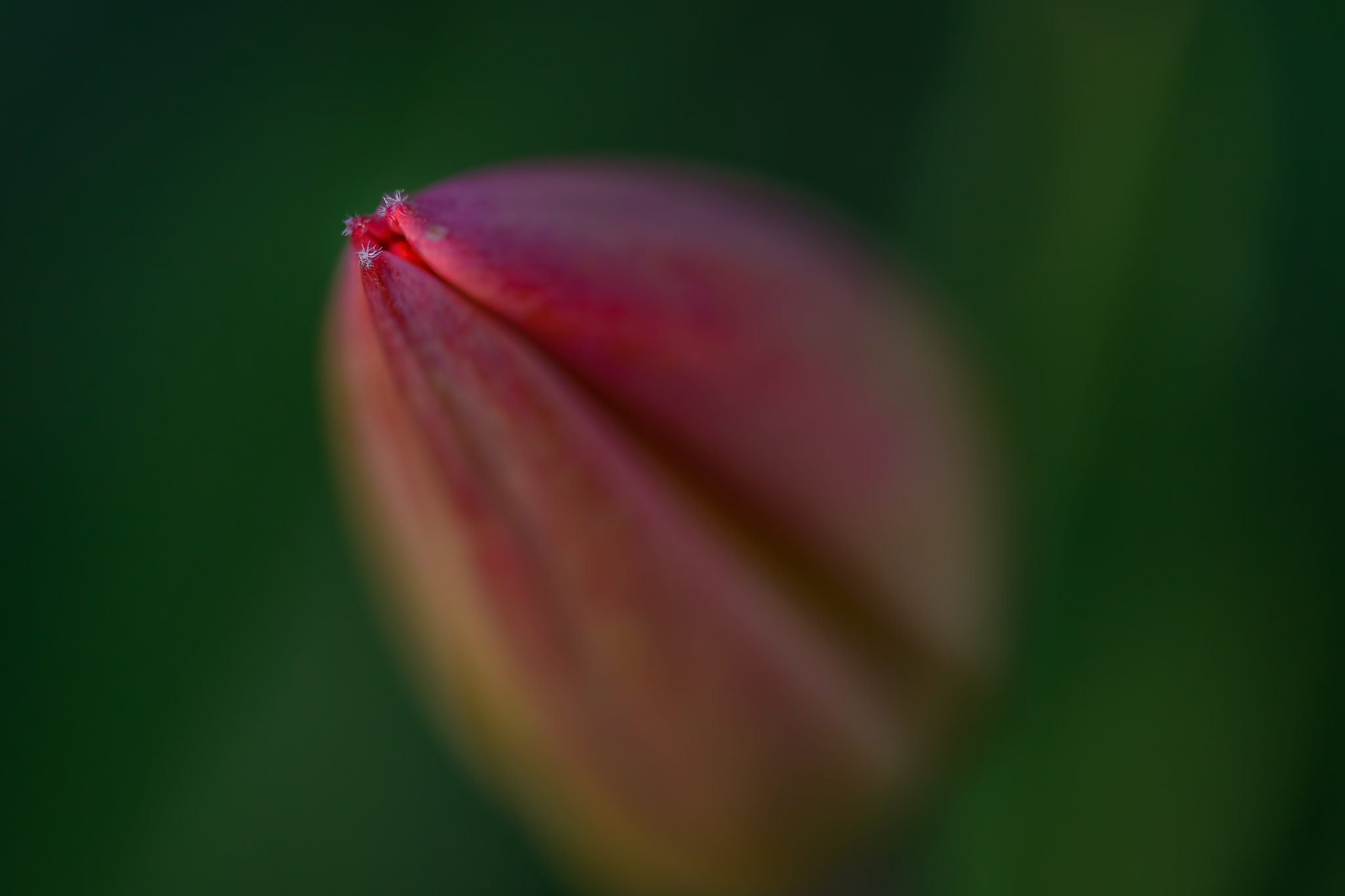 Nikon D7100 sample photo. Tulip bud photography