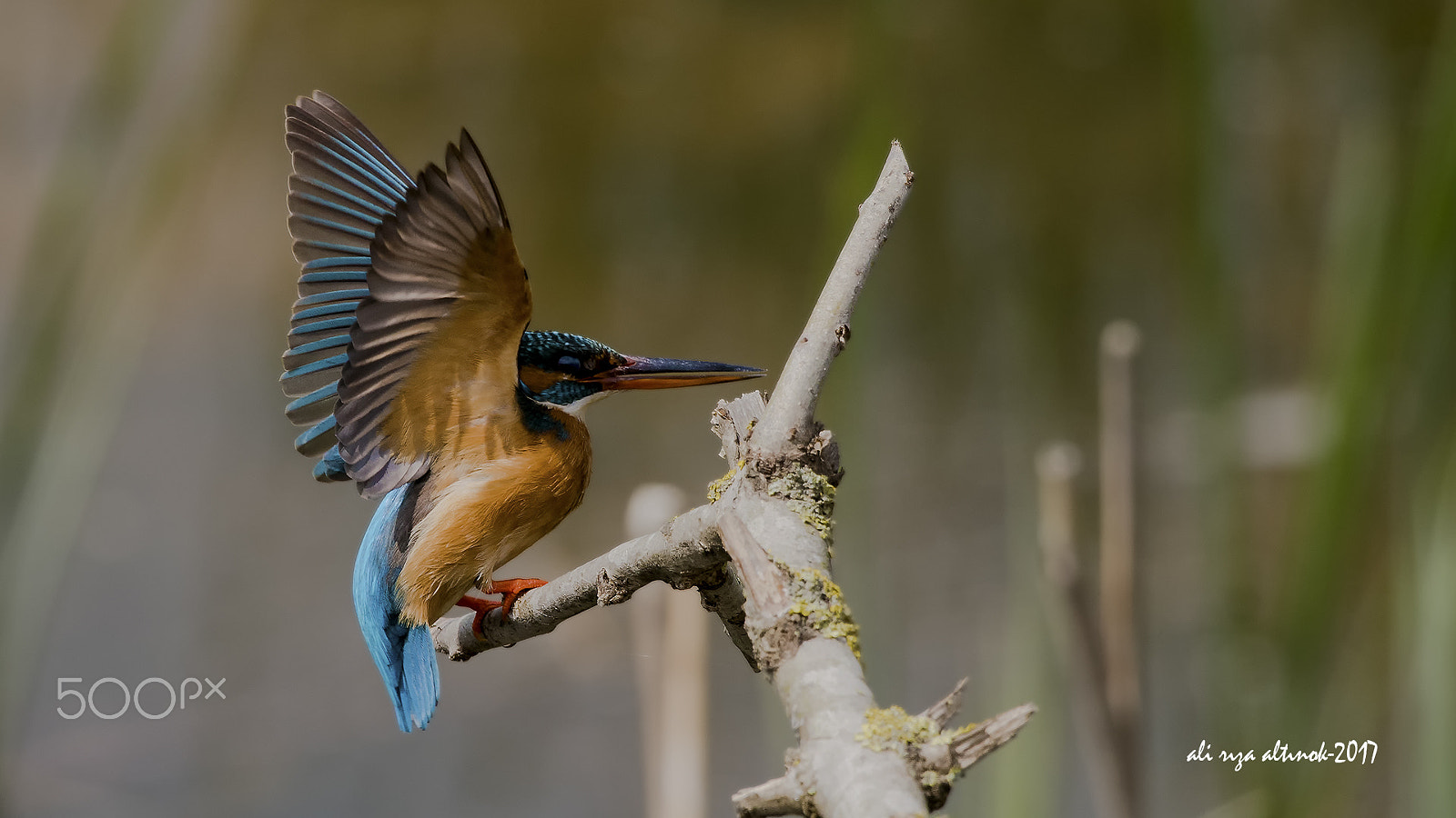 Nikon D500 sample photo. Yalıçapkını-kingfisher photography