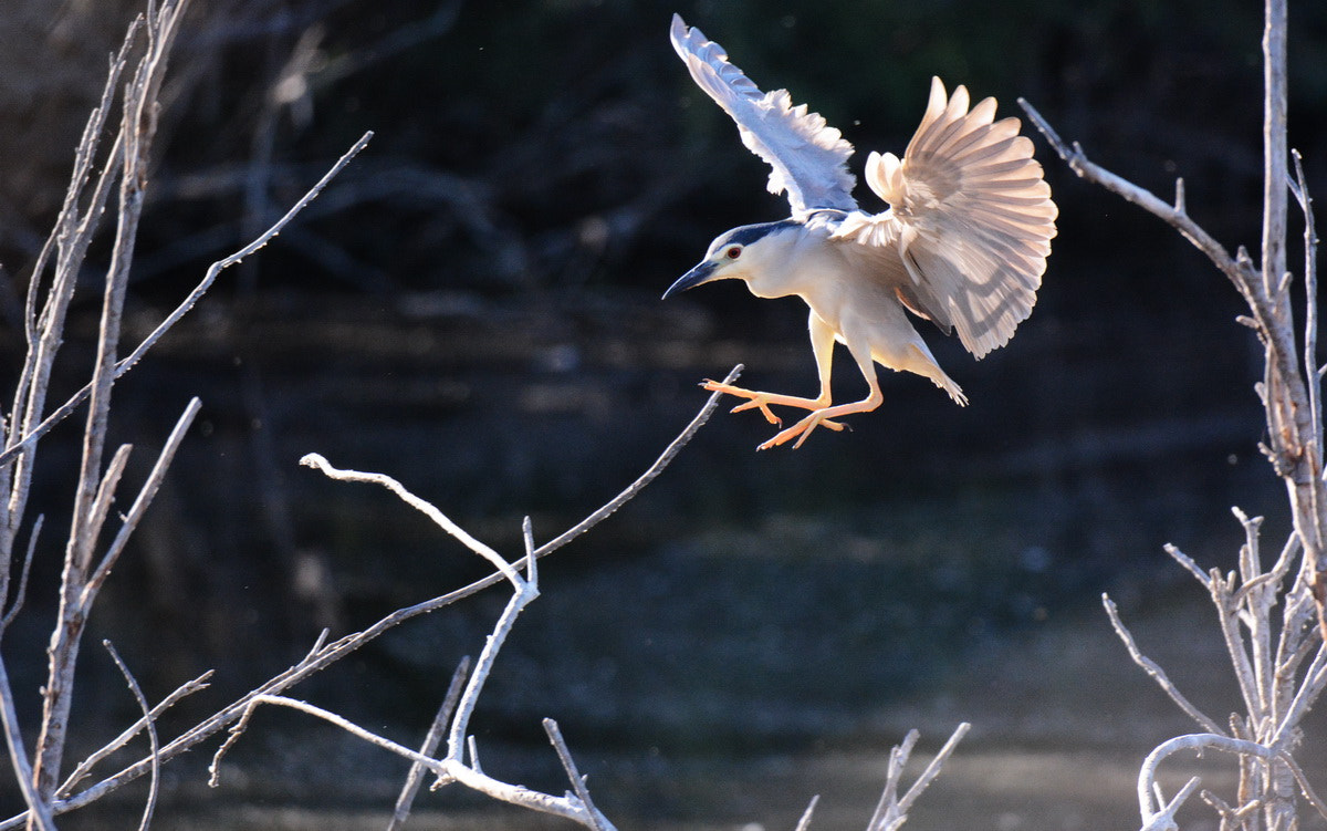 Nikon D7100 sample photo. Martinete aterrizando photography