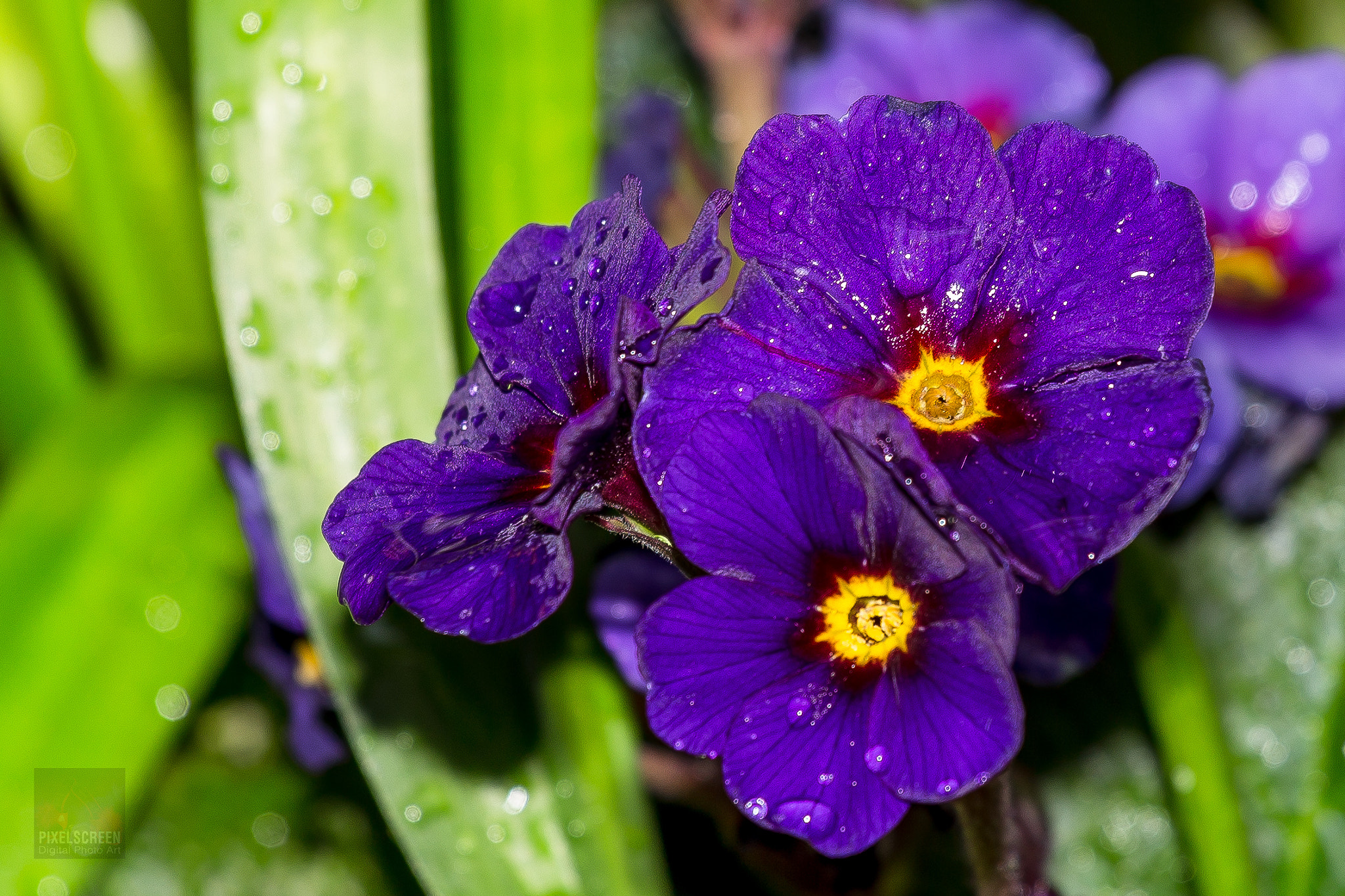 Canon EOS 6D + Canon EF 70-200mm F4L USM sample photo. Primrose photography