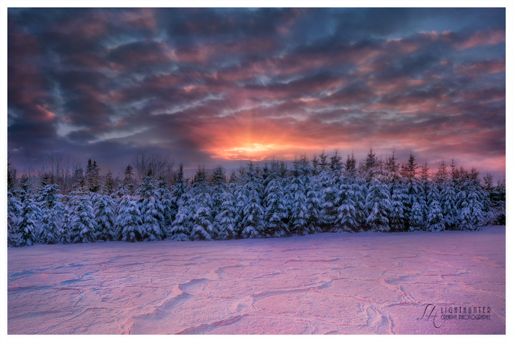 Nikon D800 + Tamron SP 24-70mm F2.8 Di VC USD sample photo. Winterland ii photography