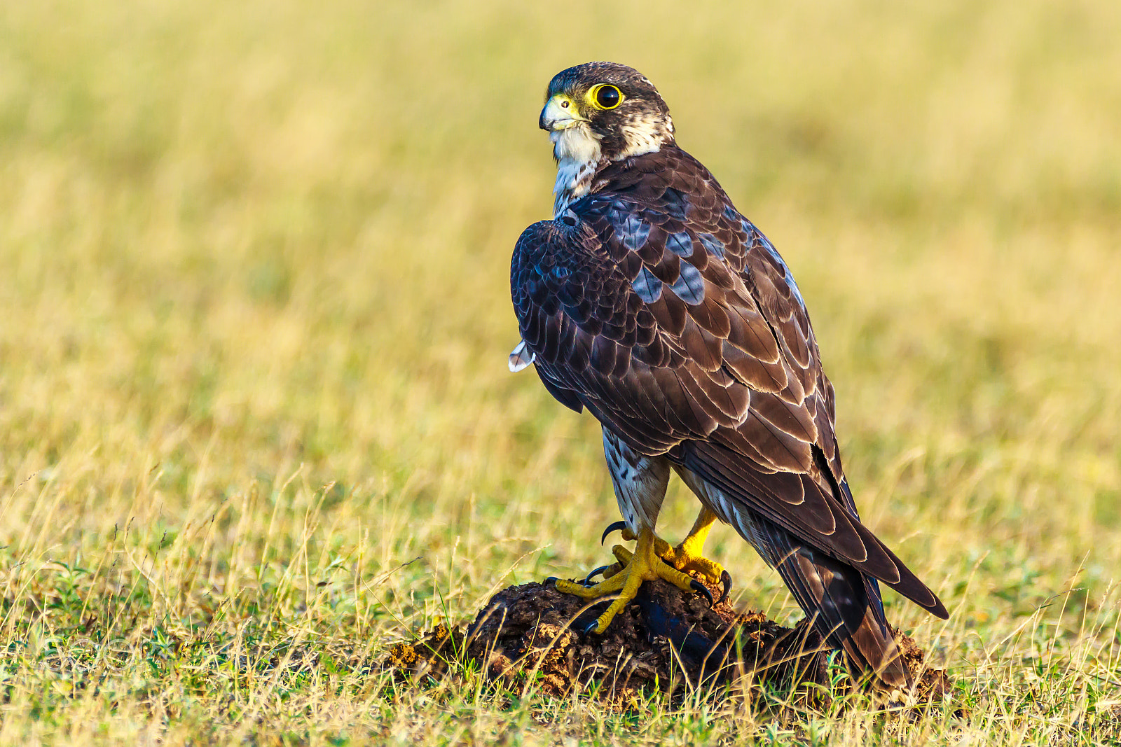 Canon EOS 60D sample photo. "highly admired falconry bird" photography
