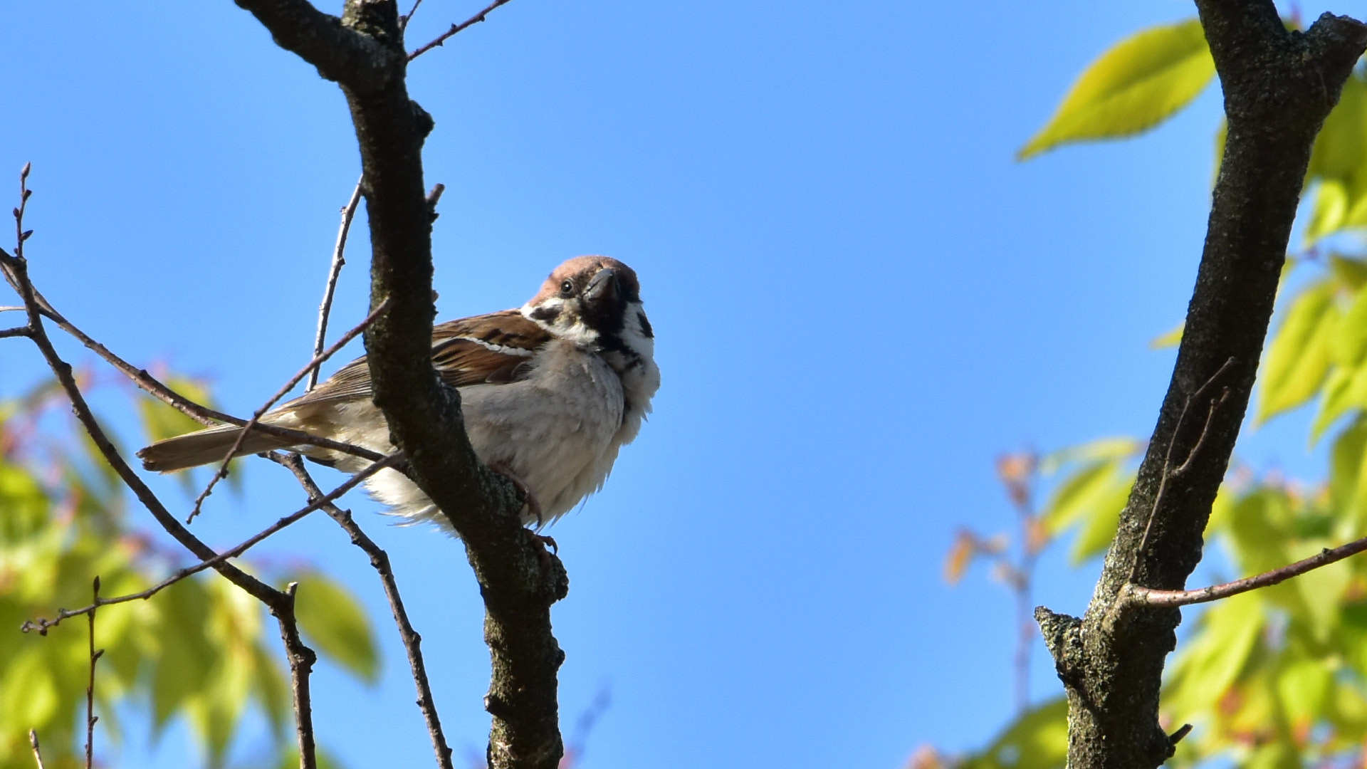 Nikon D5500 sample photo