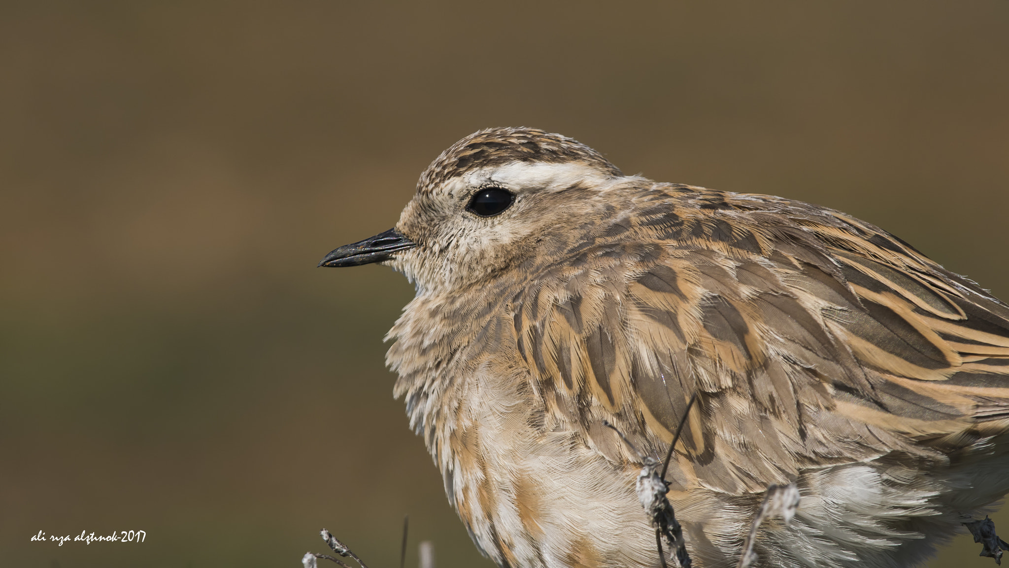 Nikon D500 sample photo. Dotterel photography