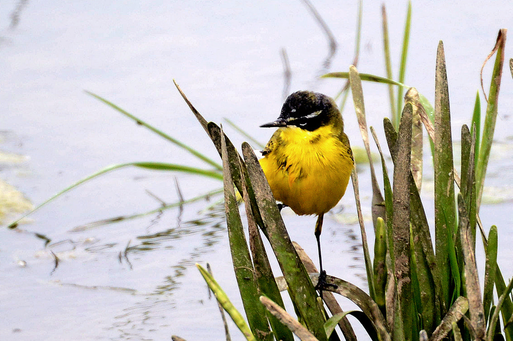 Nikon 1 V2 sample photo. Yellow wagtail photography