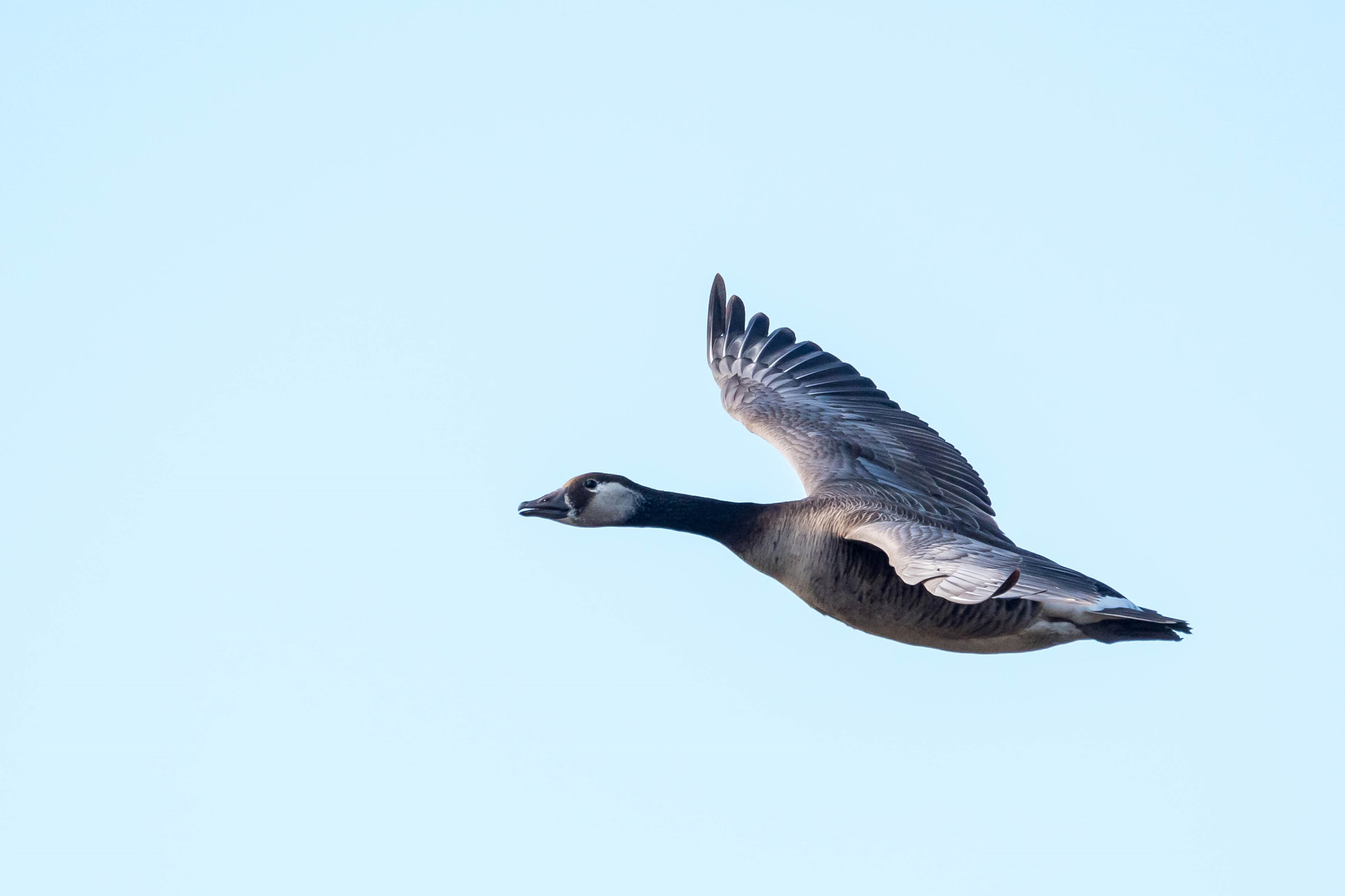 Sigma 150-500mm F5-6.3 DG OS HSM sample photo. Duck in flight photography