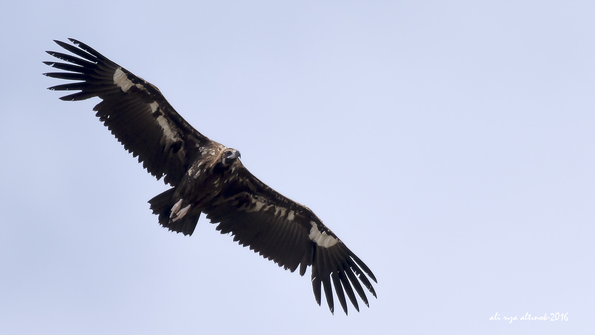 Nikon D7200 sample photo. Black vulture photography