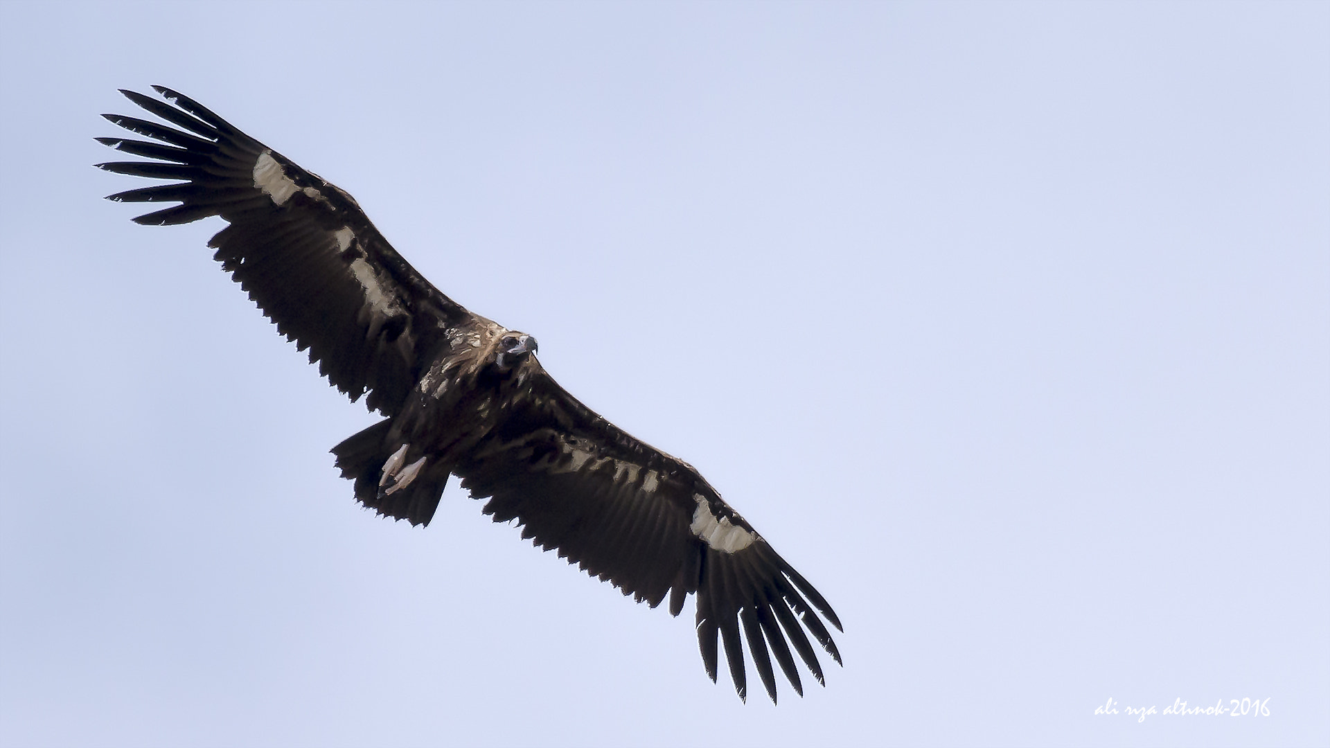 Nikon D7200 + Nikon AF-S Nikkor 200-400mm F4G ED-IF VR sample photo. Black vulture photography