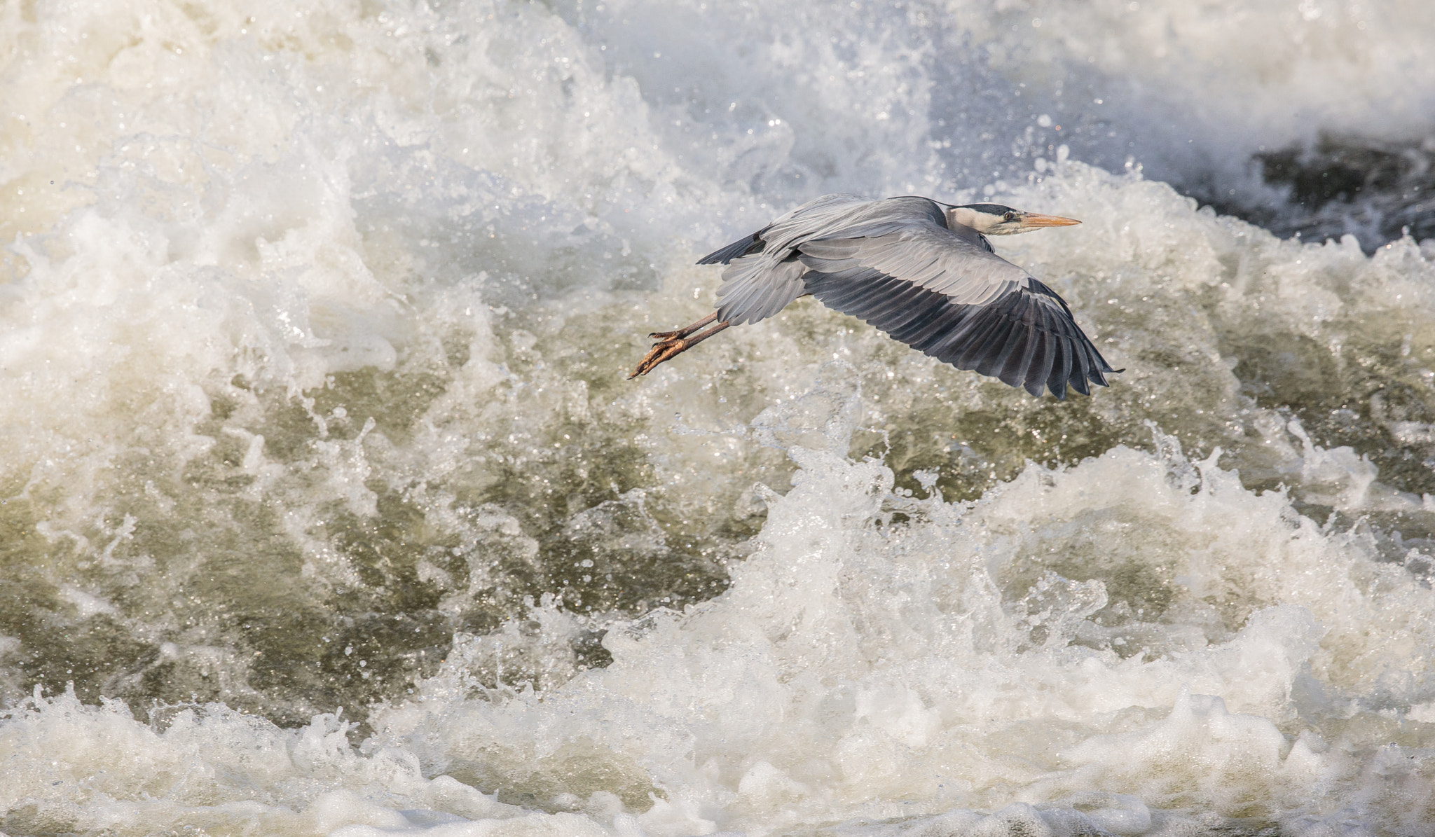 Canon EOS 5D Mark IV + Canon EF 300mm F2.8L IS II USM sample photo. Héron cendré photography