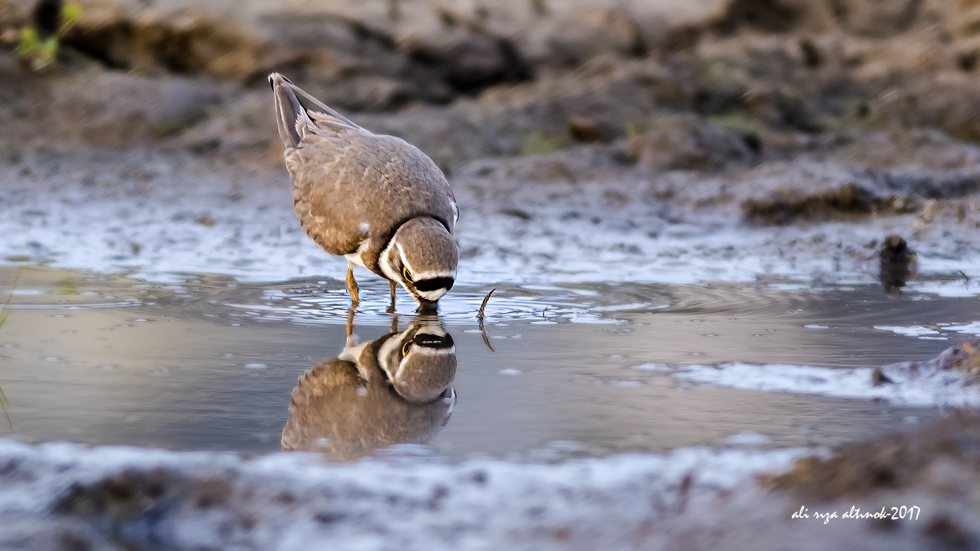 Nikon D500 sample photo. Little ringed plover photography