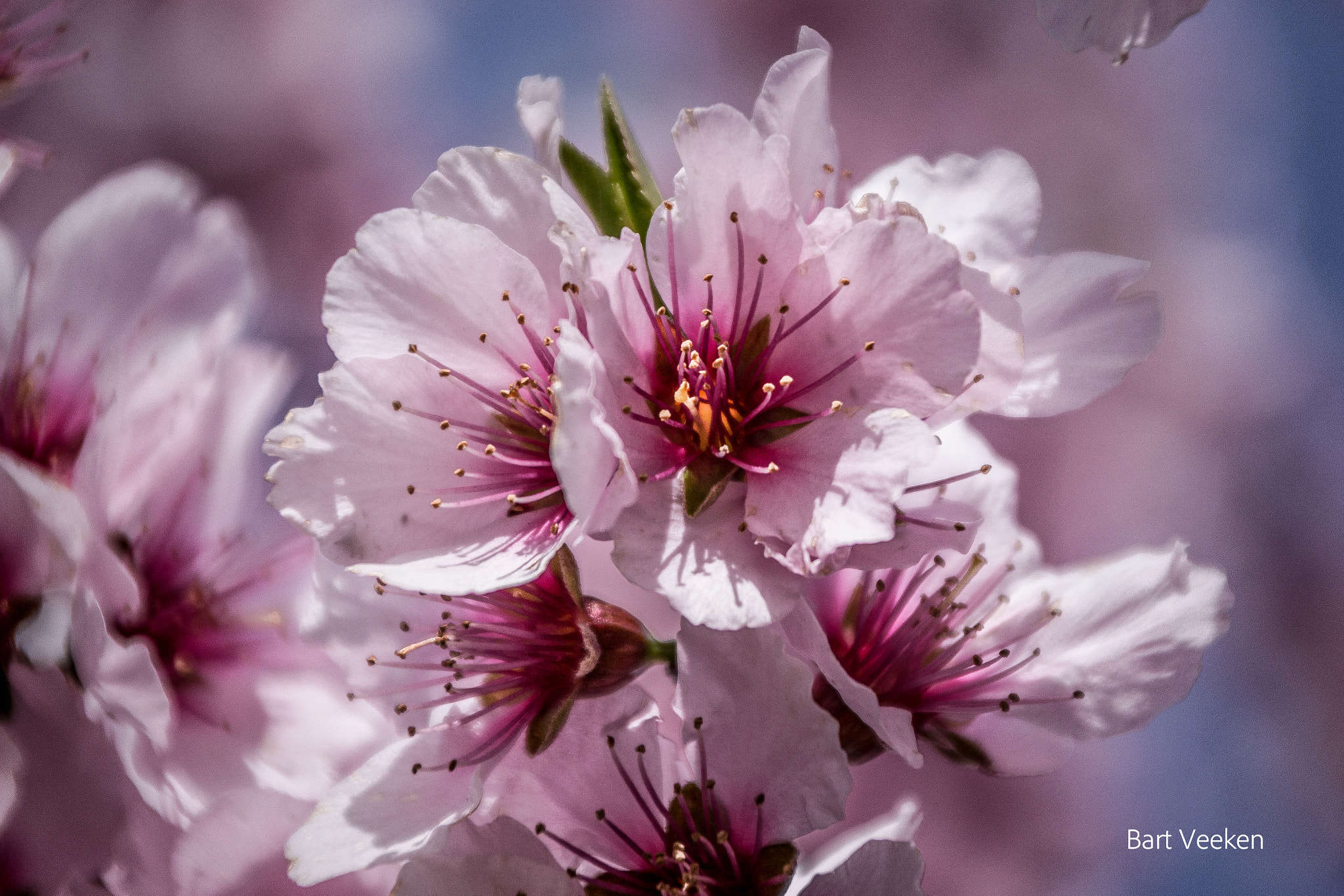 Canon EOS 700D (EOS Rebel T5i / EOS Kiss X7i) + Canon TS-E 90mm F2.8 Tilt-Shift sample photo. Flower power photography