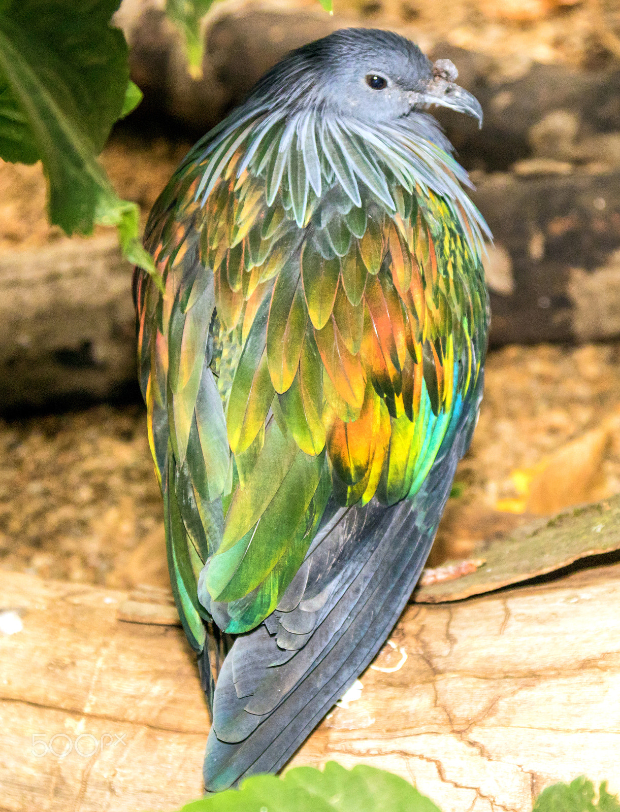 Canon EOS 80D + Canon EF 24-105mm F4L IS USM sample photo. Nicobar pigeon photography