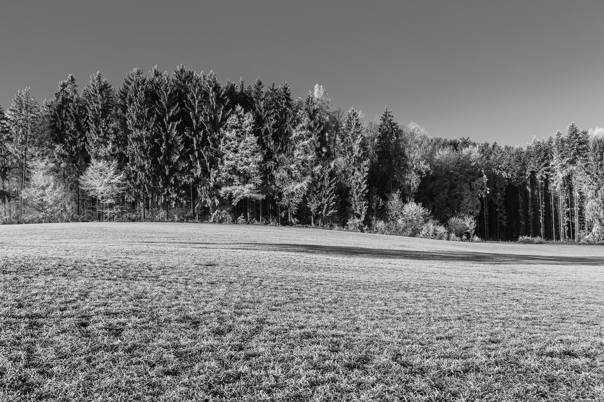 Sigma 24-70mm F2.8 EX DG Macro sample photo. Lätschenwald in winter photography