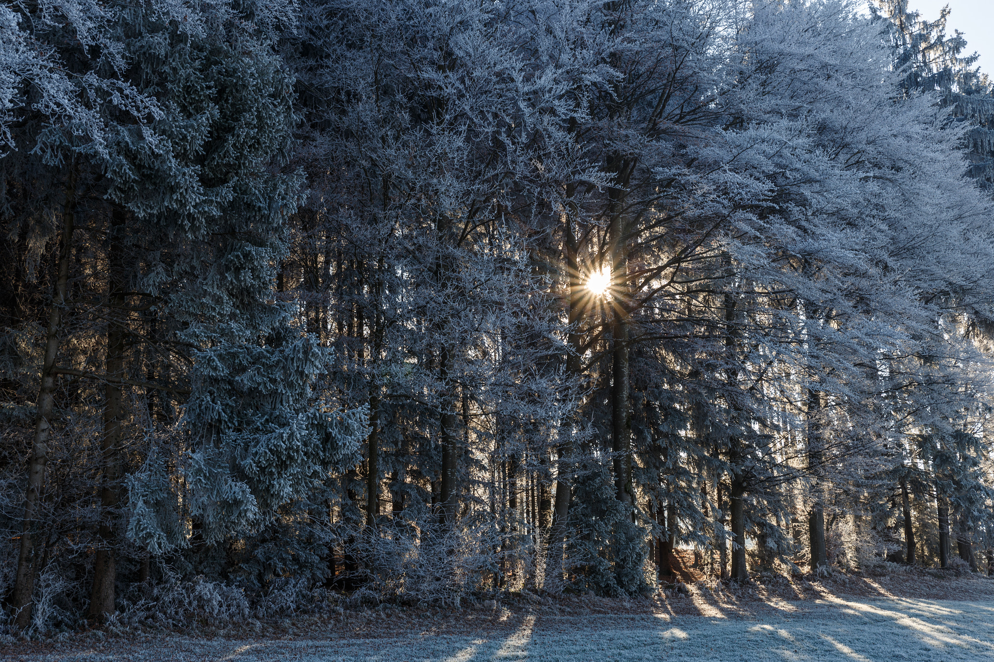 Canon EOS 6D + Sigma 24-70mm F2.8 EX DG Macro sample photo. Lätschenwald in winter photography