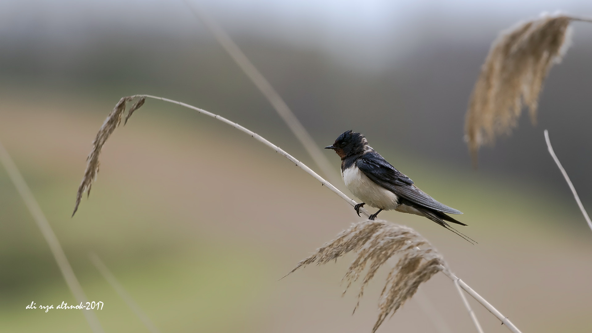 Nikon D500 + Nikon AF-S Nikkor 200-400mm F4G ED-IF VR sample photo. Swallow photography