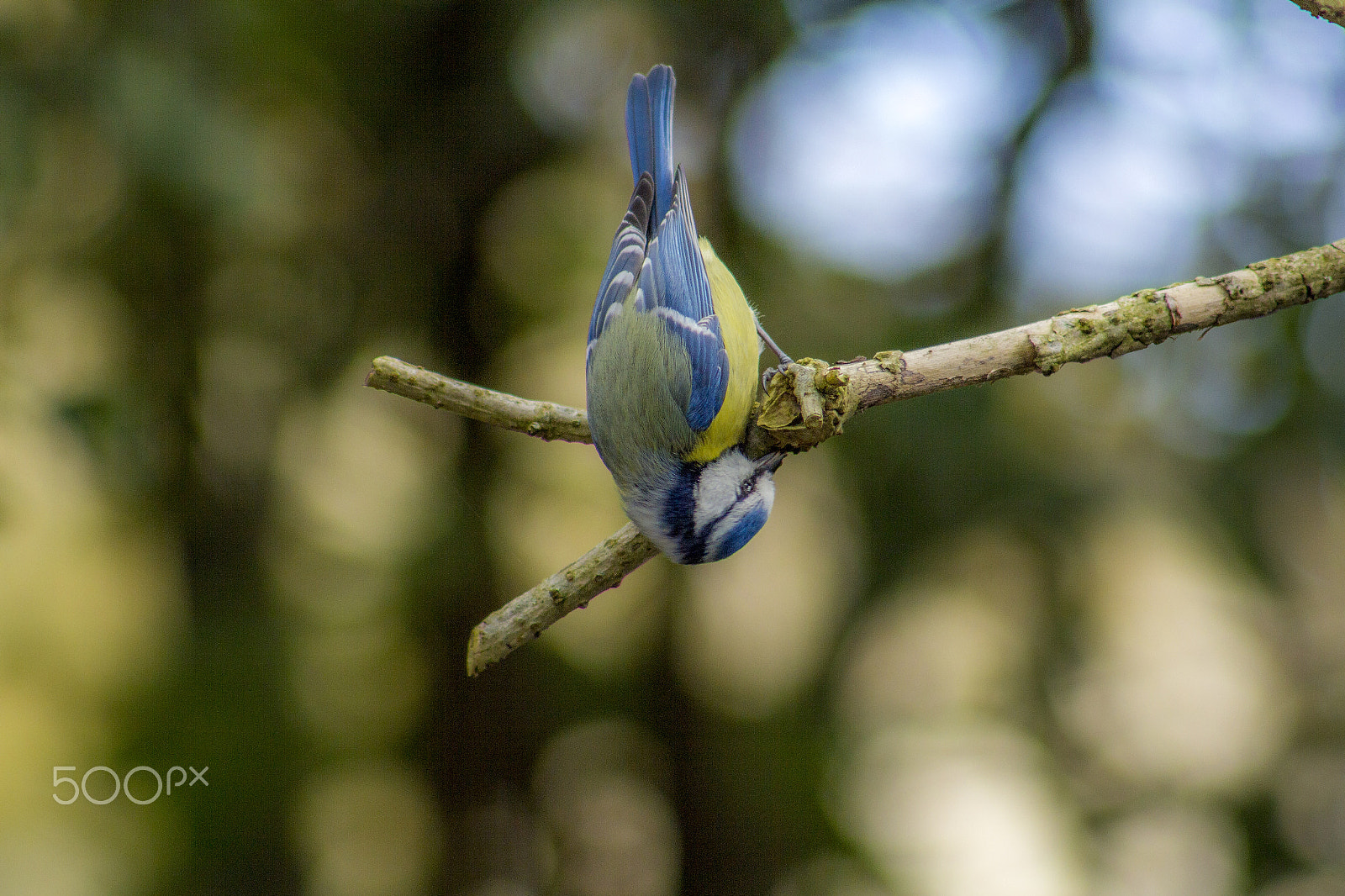 Canon EOS 60D + EF75-300mm f/4-5.6 sample photo. Blue tit photography