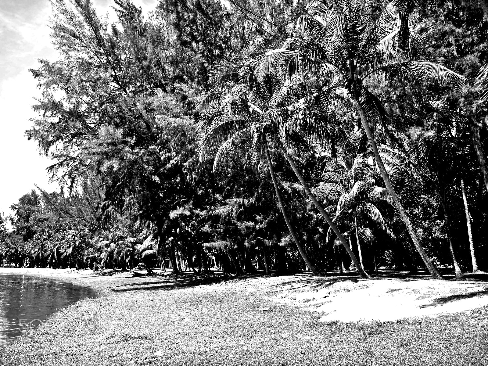 Nikon Coolpix S1200pj sample photo. Tropic coconut tree black/white photography