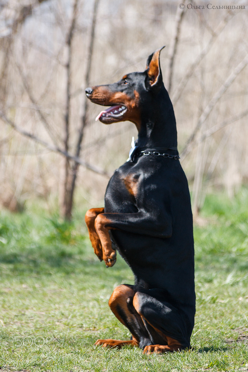 Sigma 70-300mm F4-5.6 APO DG Macro sample photo. Doberman power & grace bastion photography