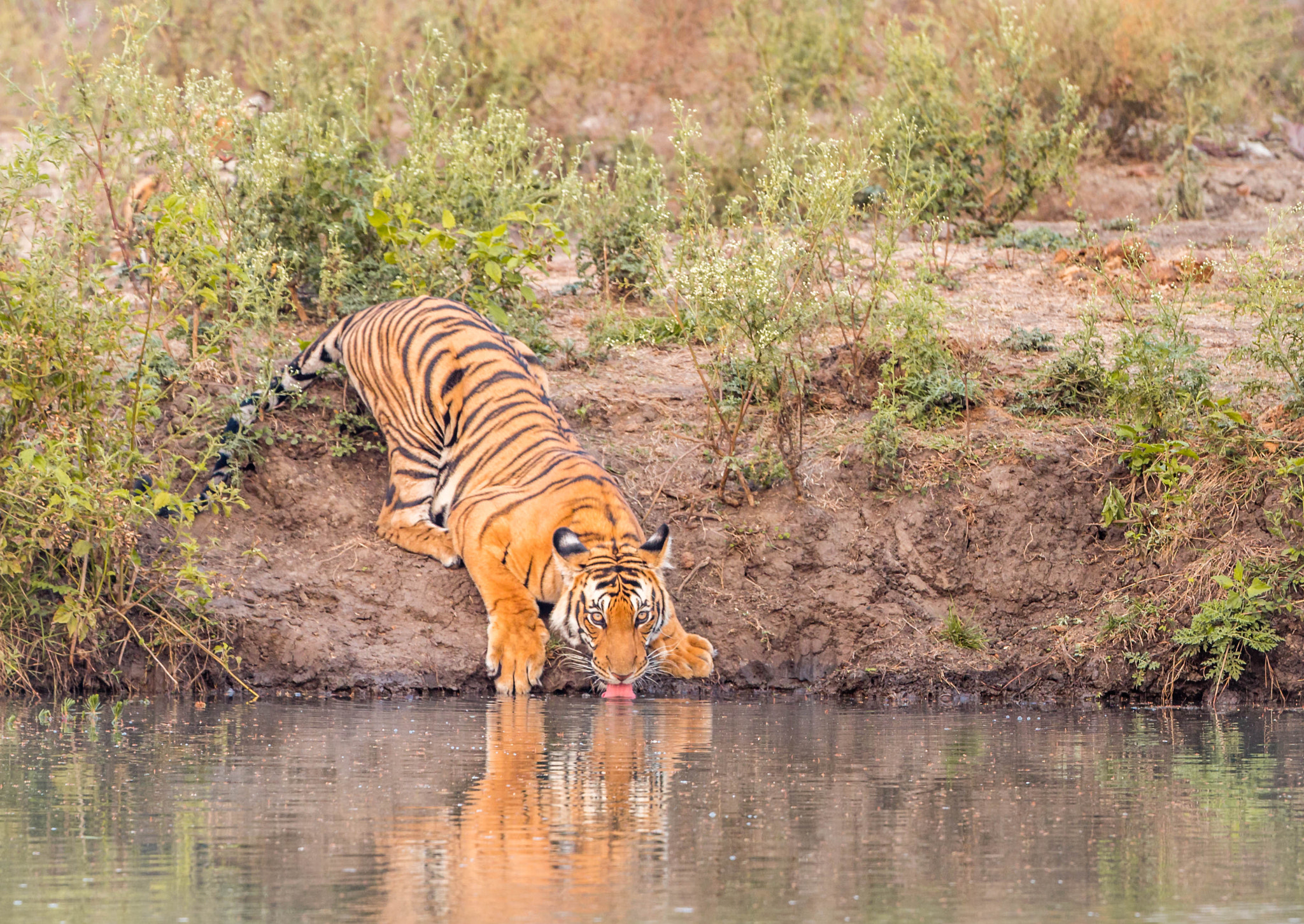 Canon EOS 70D + Canon EF 500mm F4L IS USM sample photo. Tigress in beautiful light photography