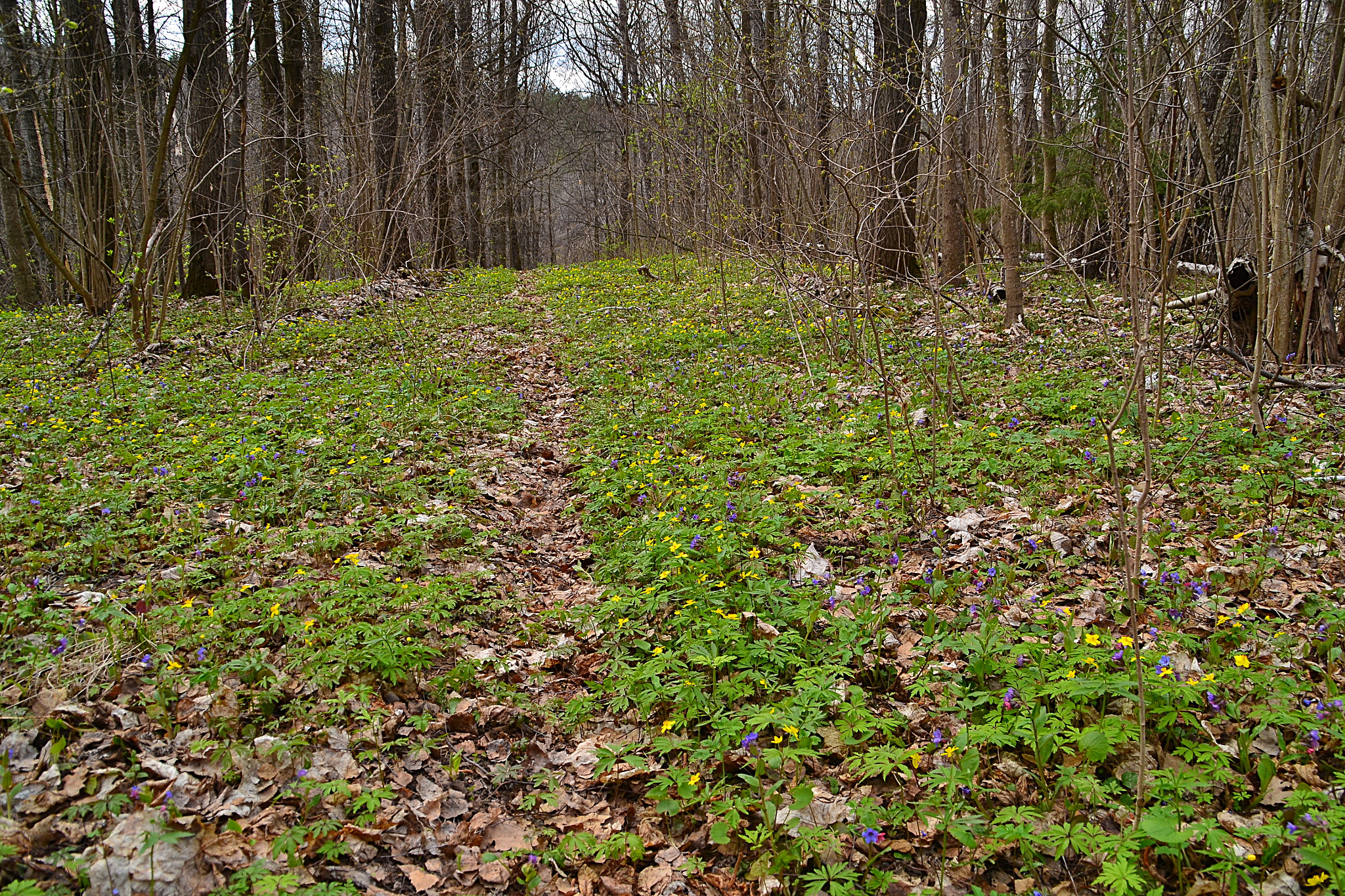 Nikon D3100 sample photo. Path through anemones and lungworts photography