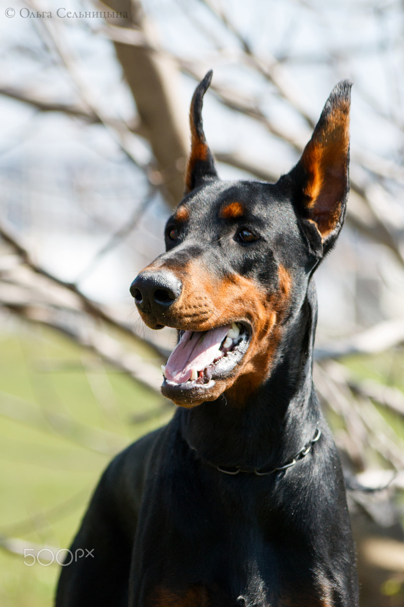 Sigma 70-300mm F4-5.6 APO DG Macro sample photo. Doberman power & grace bastion photography