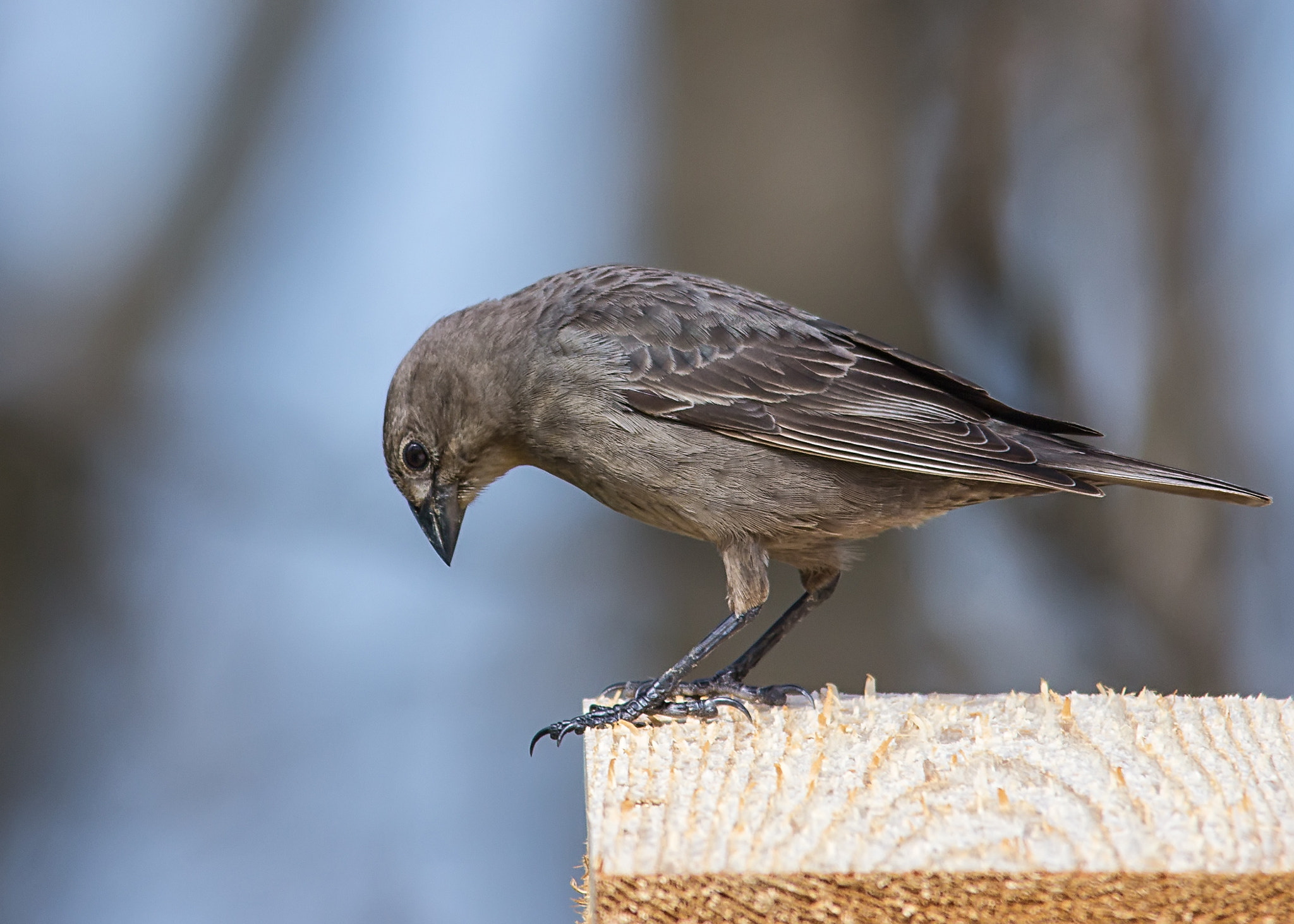 Canon EOS 60D sample photo. Cowbird (female) photography