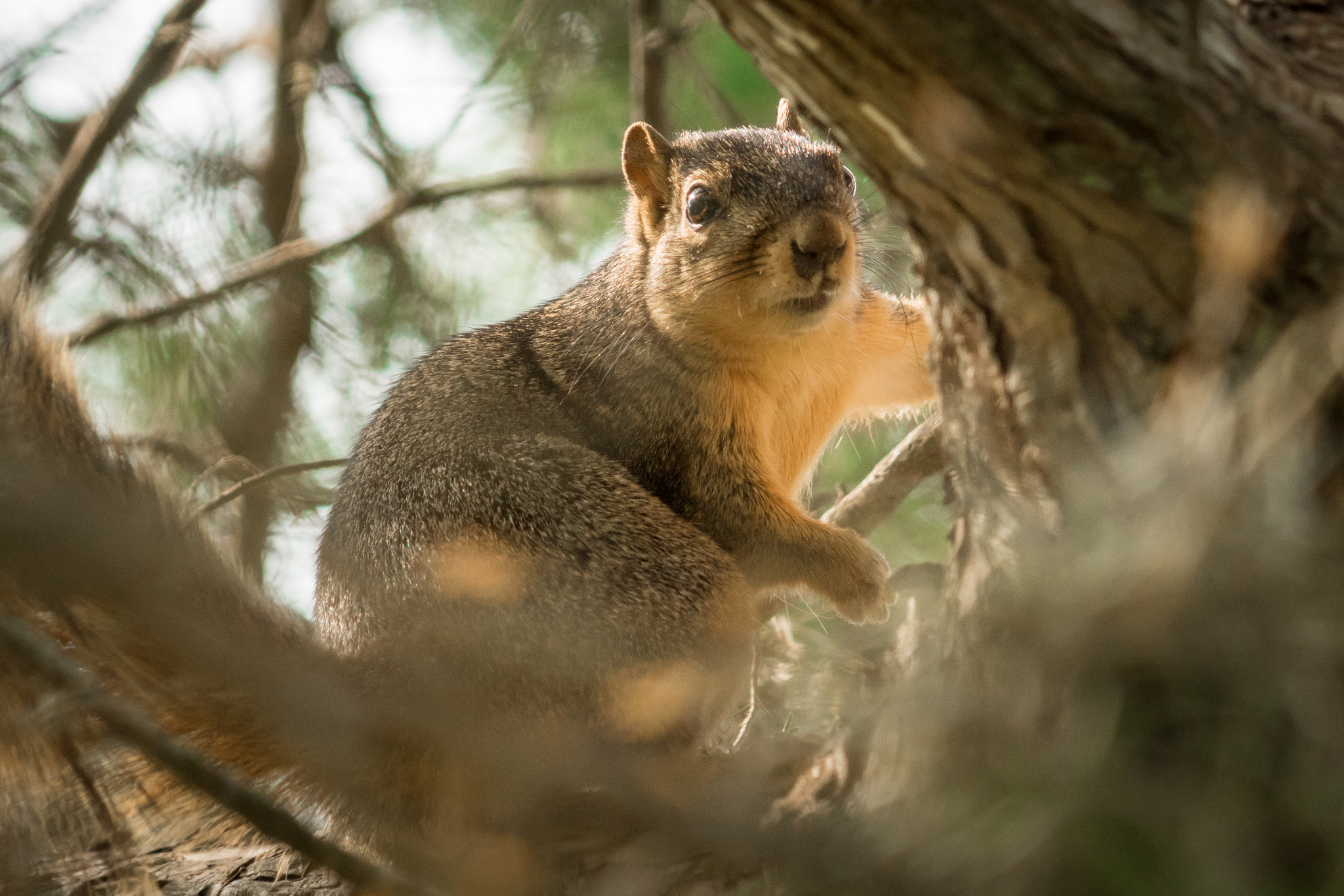Sony a6300 sample photo. Fat squirrel in a tree photography
