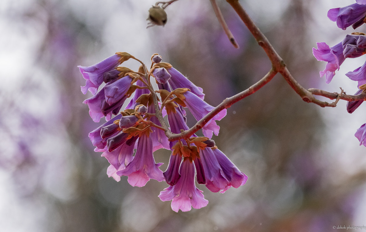 Nikon D500 sample photo. Flower ?? photography