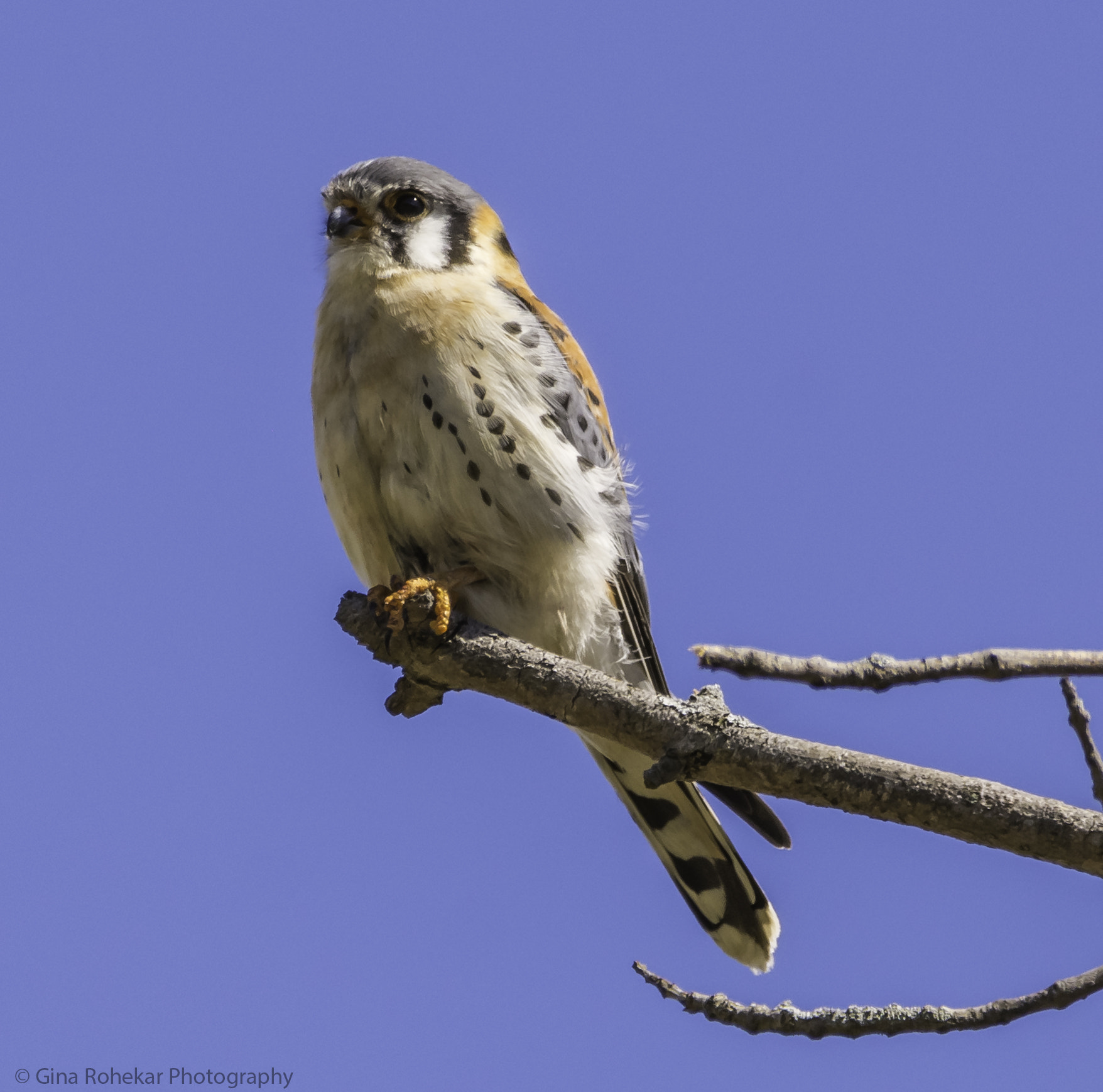 Nikon D7100 sample photo. American kestrel photography