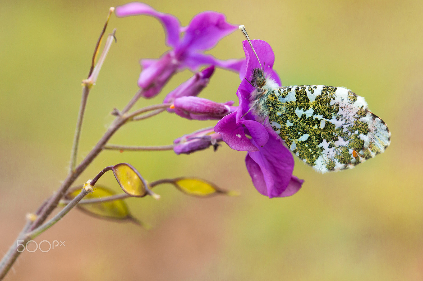 Canon EF 100mm F2.8L Macro IS USM sample photo. Story of butterfly photography