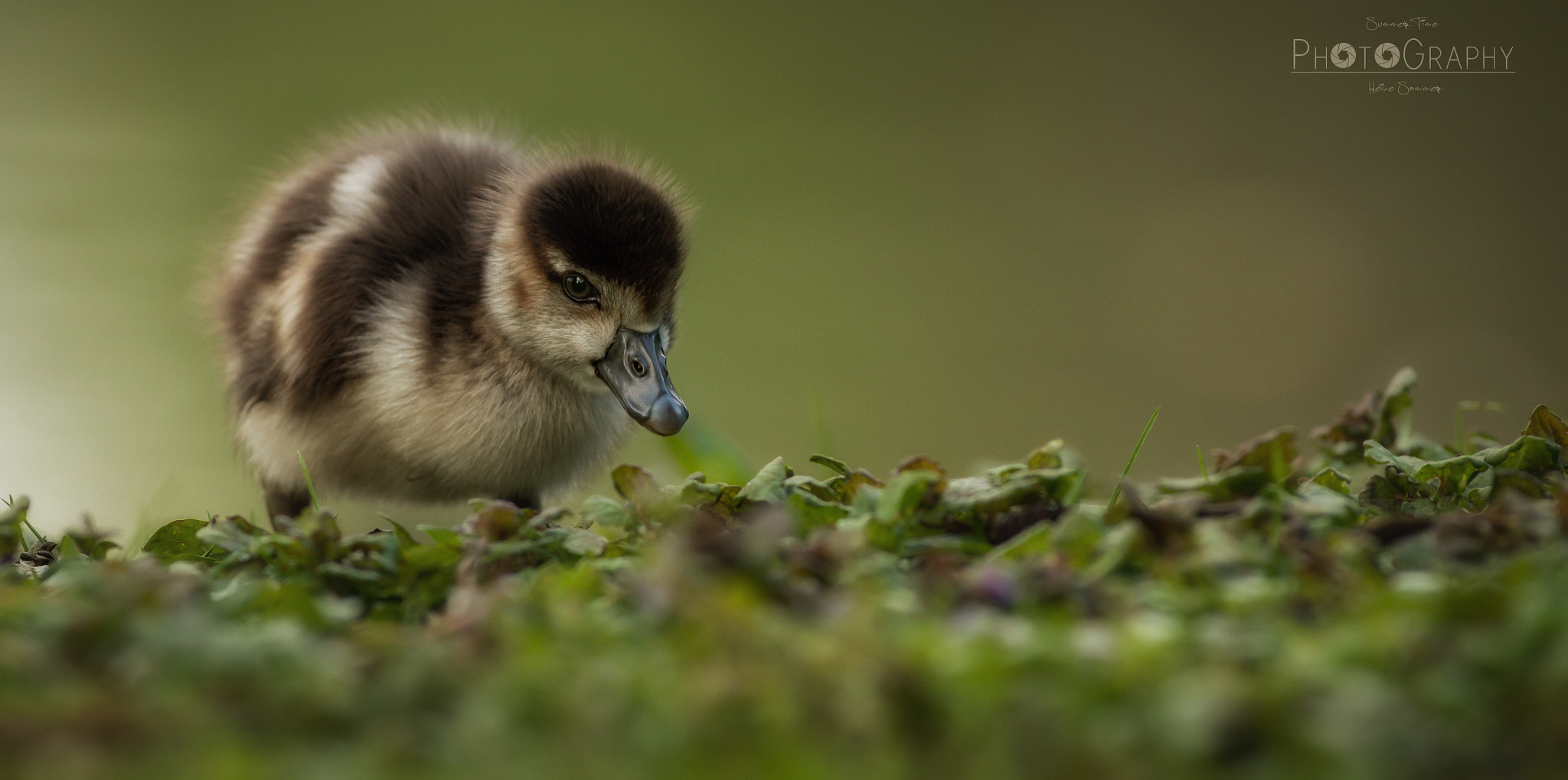 Pentax K-3 sample photo. Cutie... photography