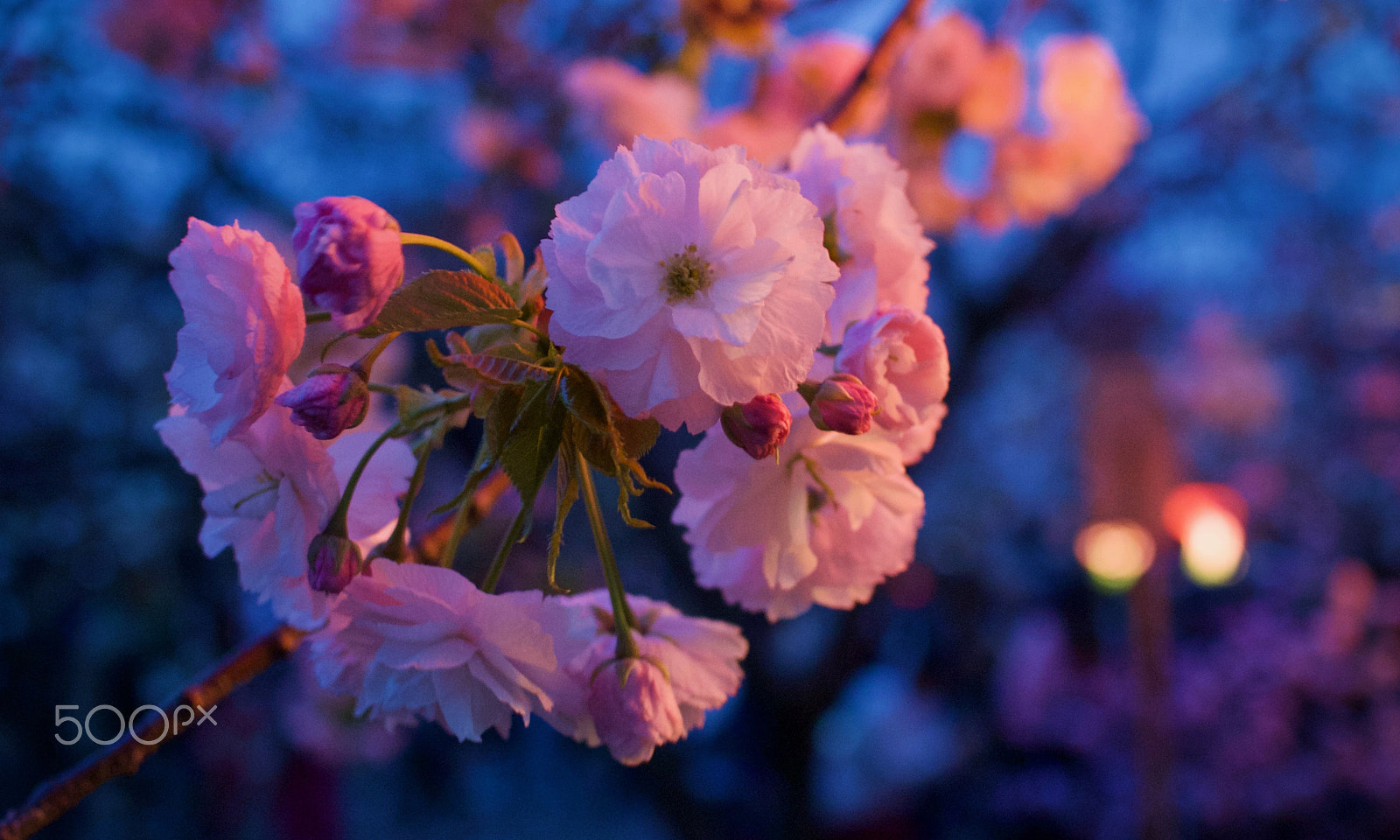 Nikon 1 J2 sample photo. Osaka mint cherry blossoms photography